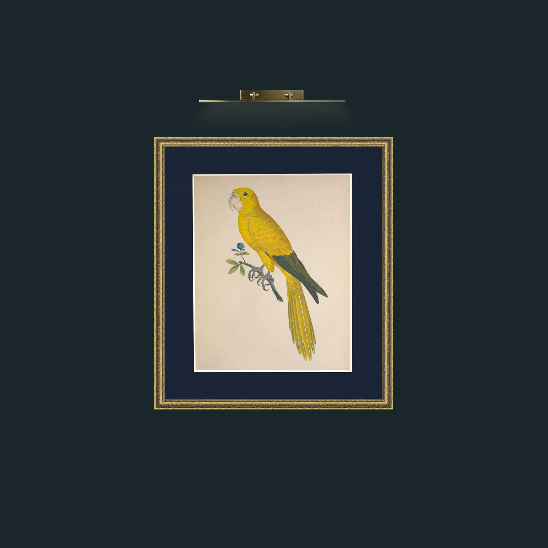 Art-Carolinae AratingaFrame-1GiltTextured-Mount-3Blue-Art-Carolinae Aratinga.jpg
