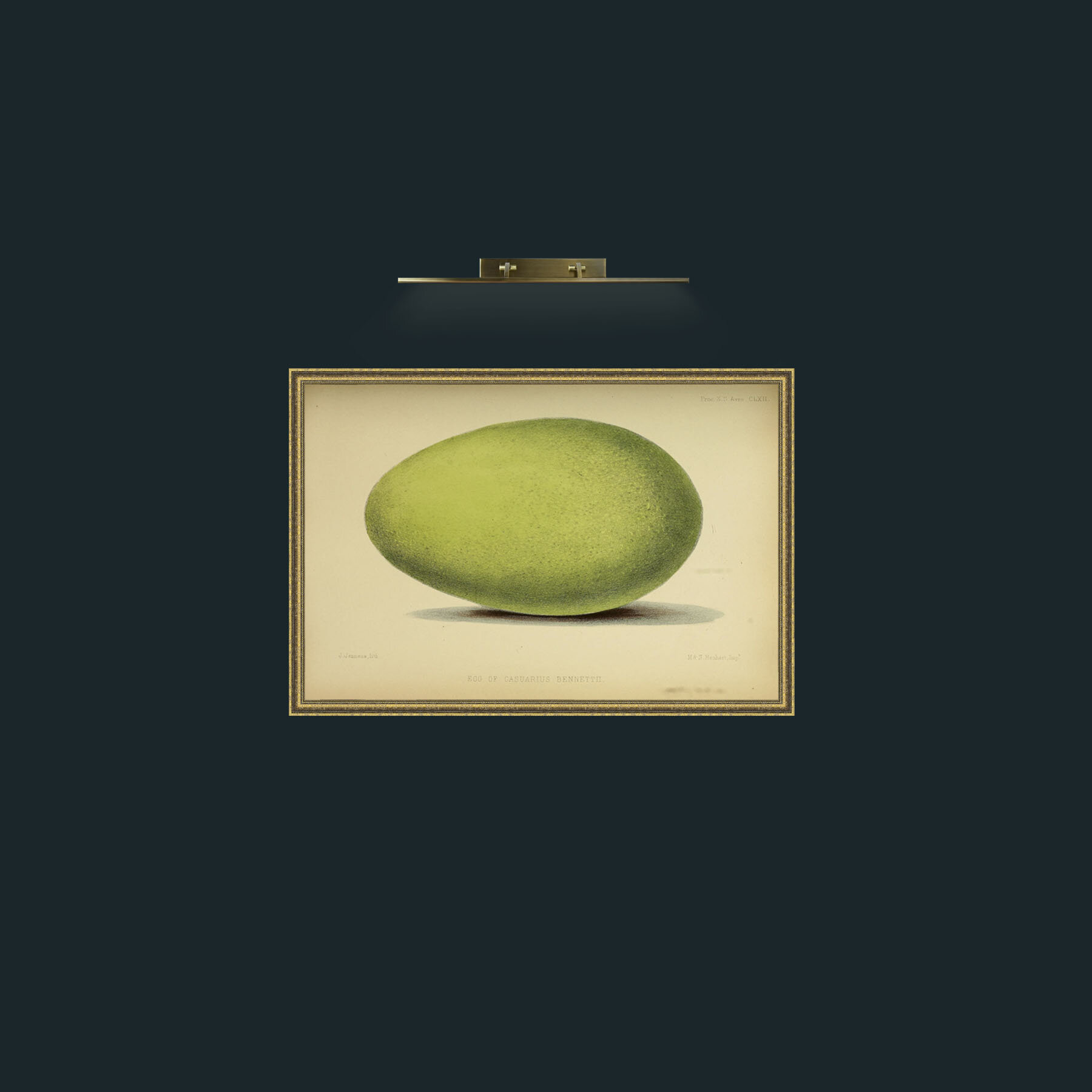 Art-Cassowary Egg-Frame-1GiltTextured.jpg
