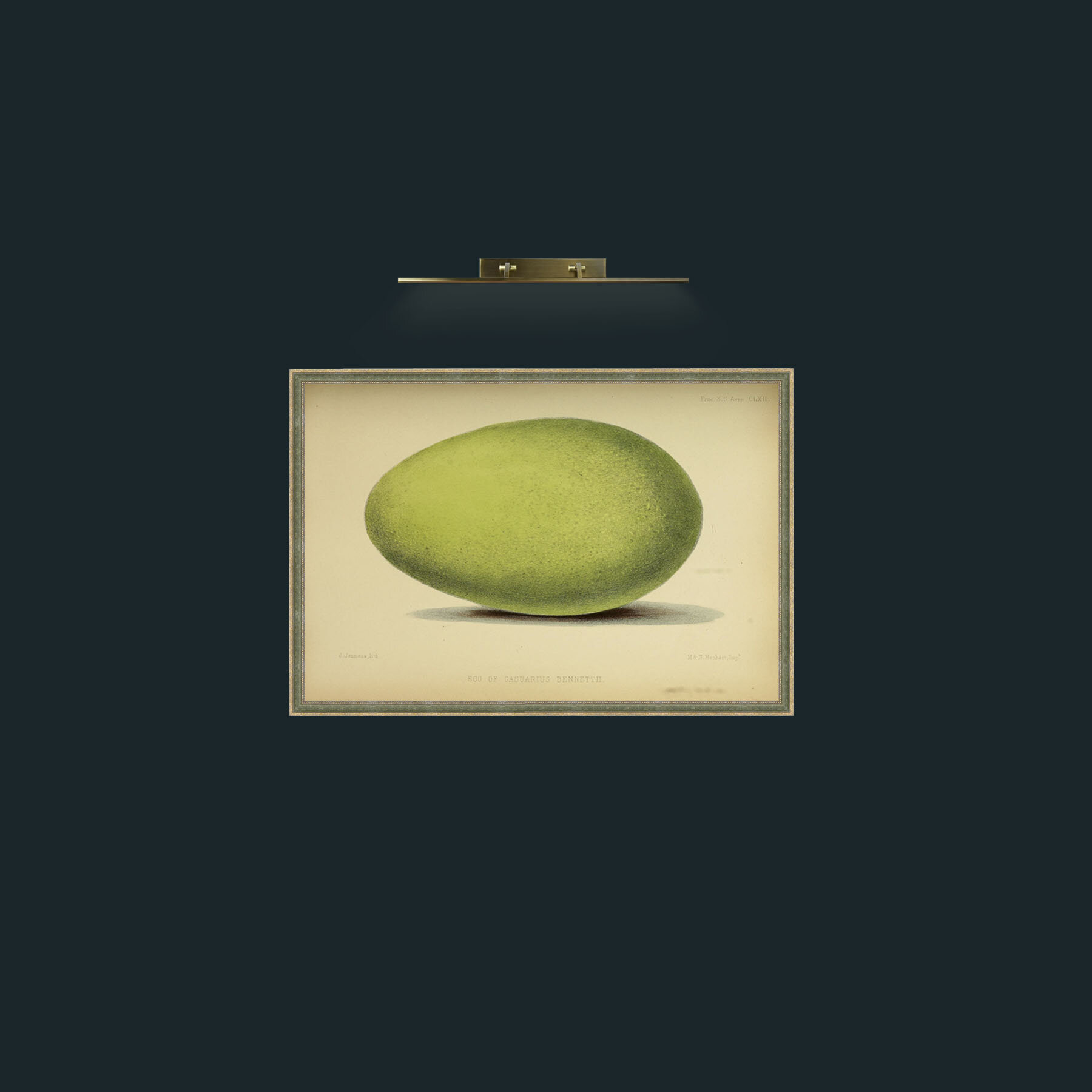 Art-Cassowary Egg-Frame-2GreenGiltTextured.jpg