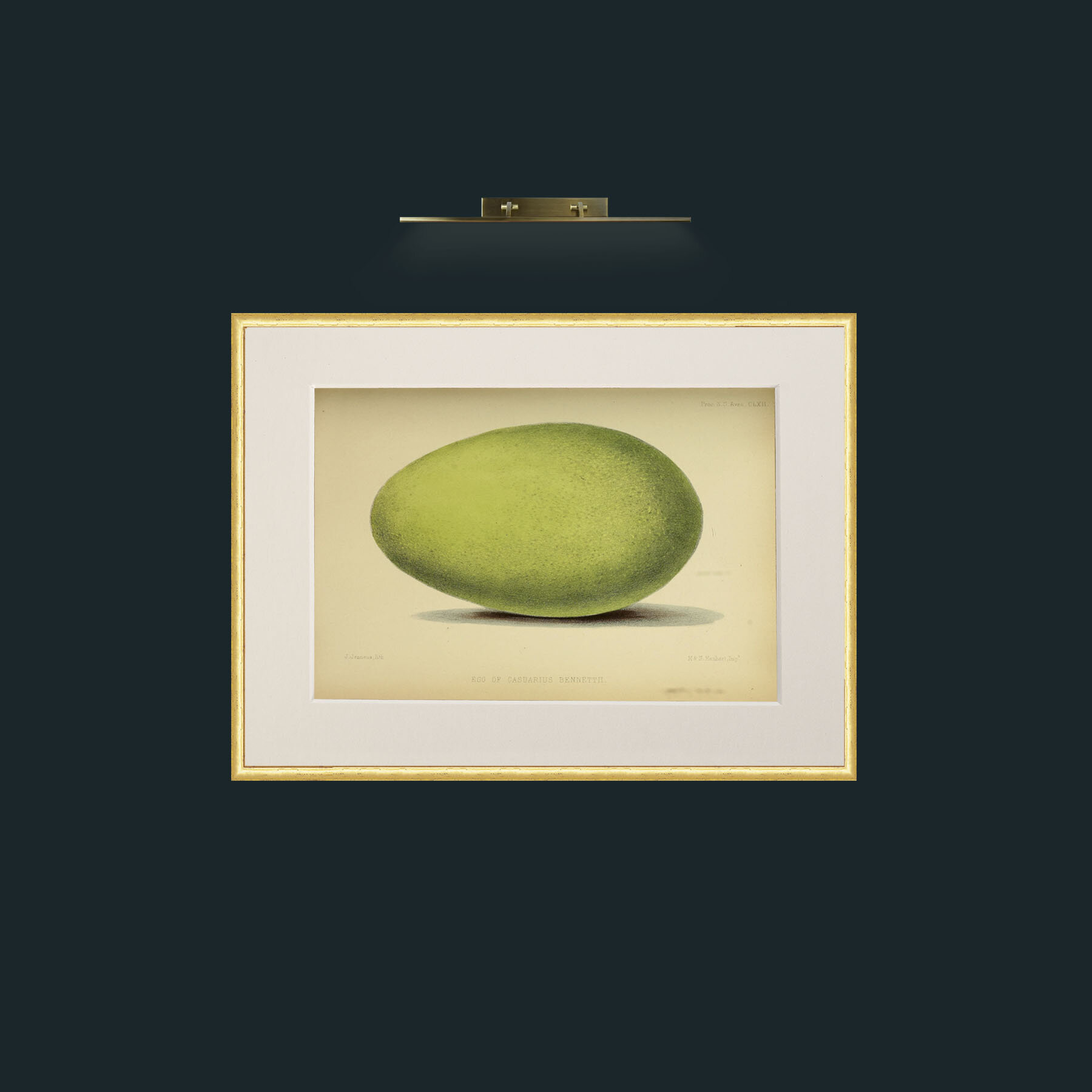 Art-Cassowary Egg-Frame-3RoundedGilt-Mount-1Antique.jpg