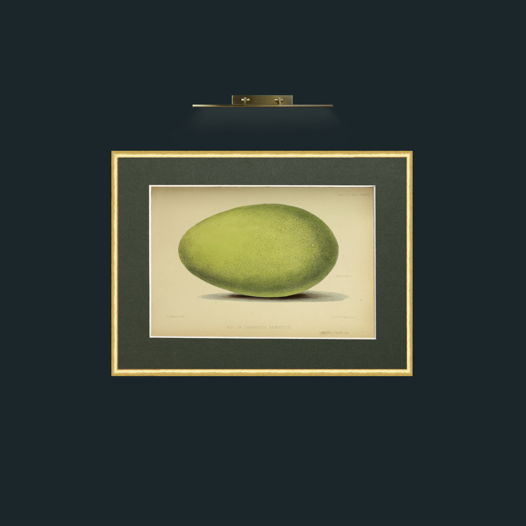 Art-Cassowary Egg-Frame-3RoundedGilt-Mount-2Green.jpg