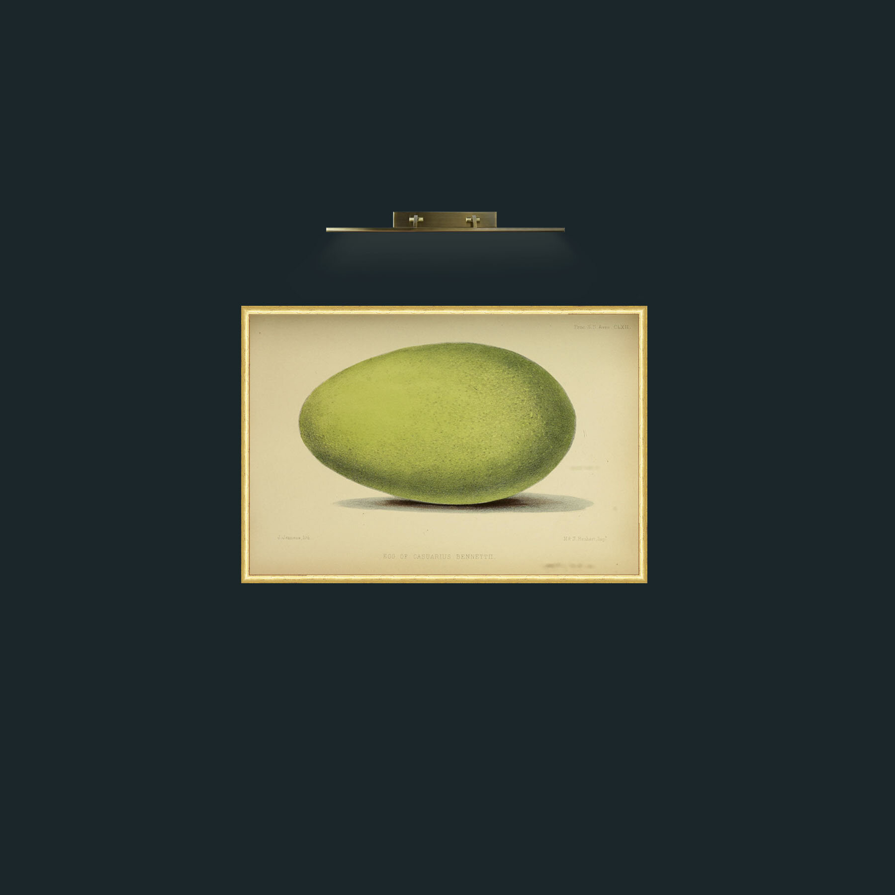Art-Cassowary Egg-Frame-3RoundedGilt.jpg