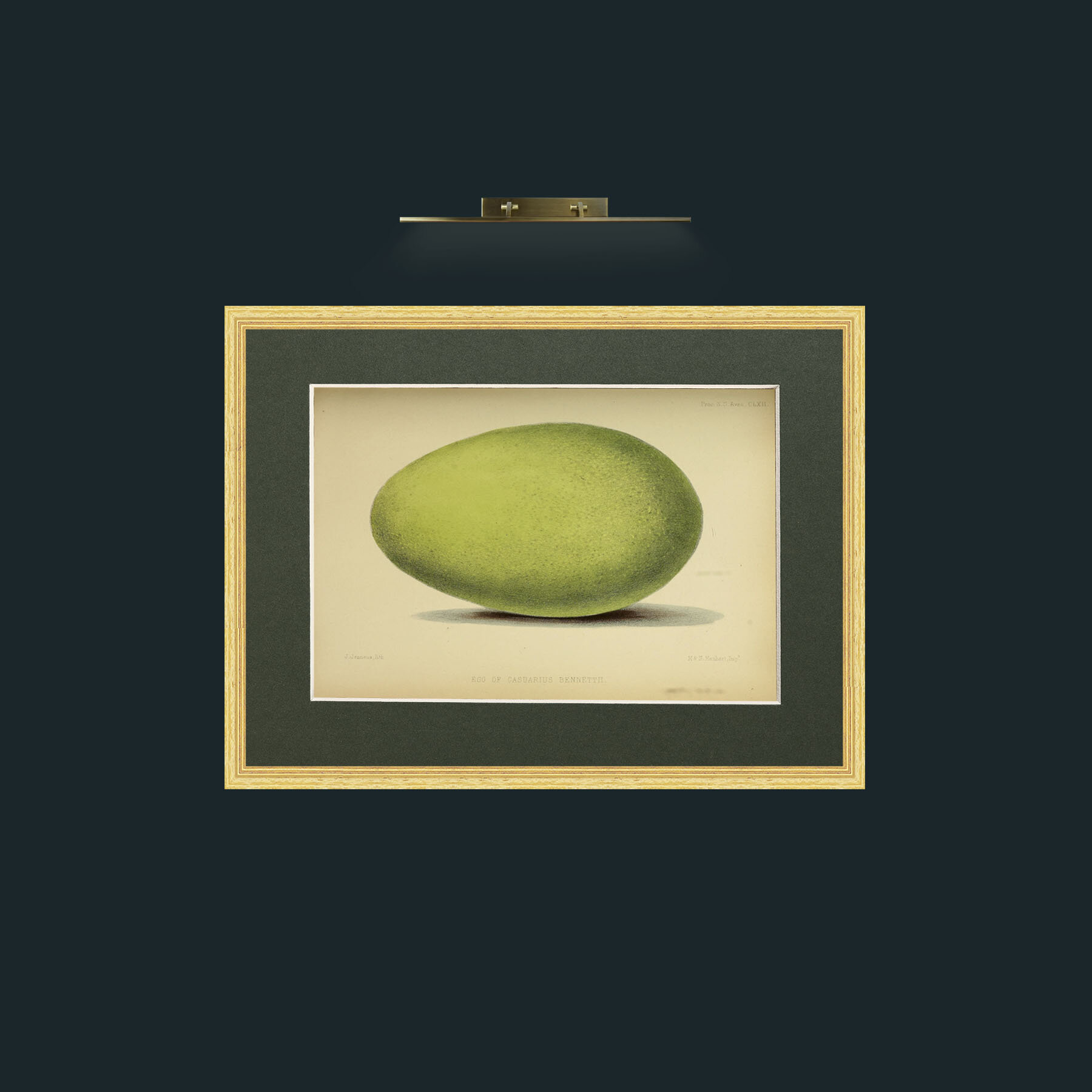 Art-Cassowary Egg-Frame-4BevelledGilt-Mount-2Green.jpg