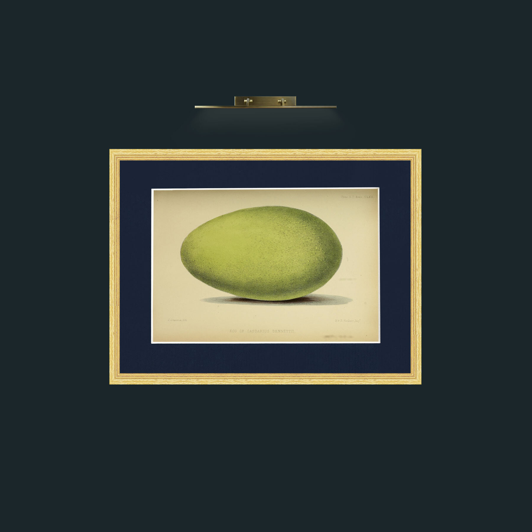 Art-Cassowary Egg-Frame-4BevelledGilt-Mount-3Blue.jpg