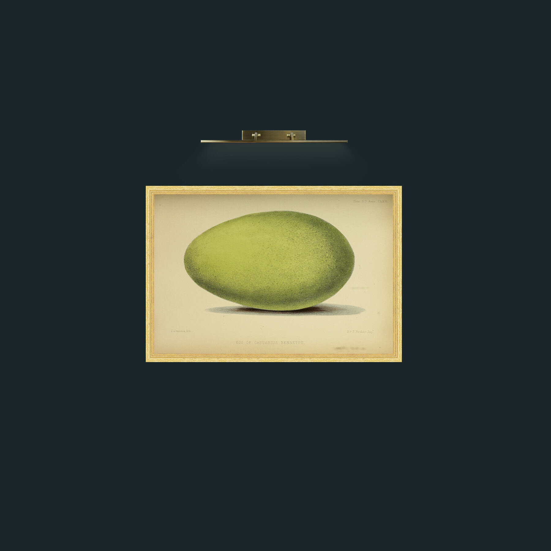 Art-Cassowary Egg-Frame-4BevelledGilt.jpg