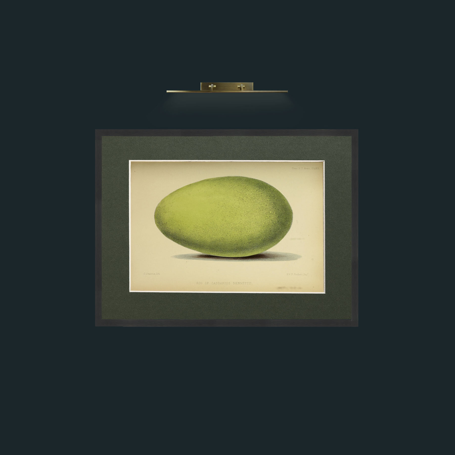 Art-Cassowary Egg-Frame-7Black-Mount-2Green.jpg