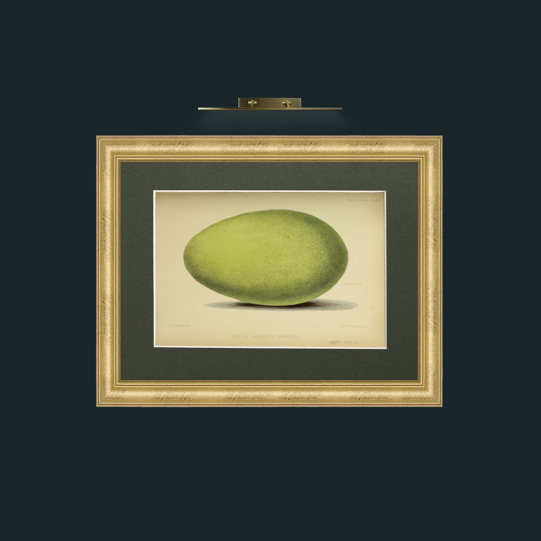 Art-Cassowary Egg-Frame-9WideGilt-Mount-2Green.jpg