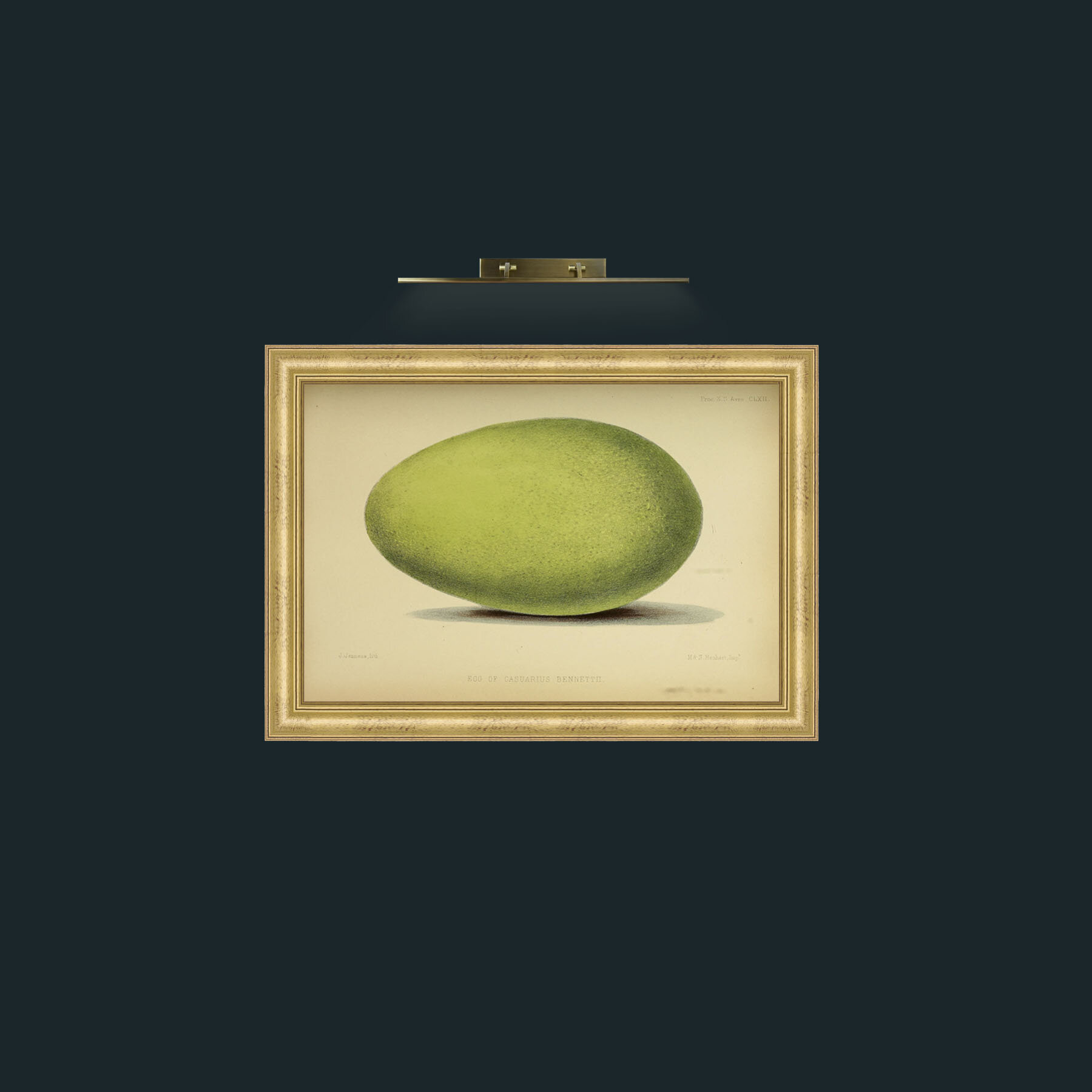Art-Cassowary Egg-Frame-9WideGilt.jpg