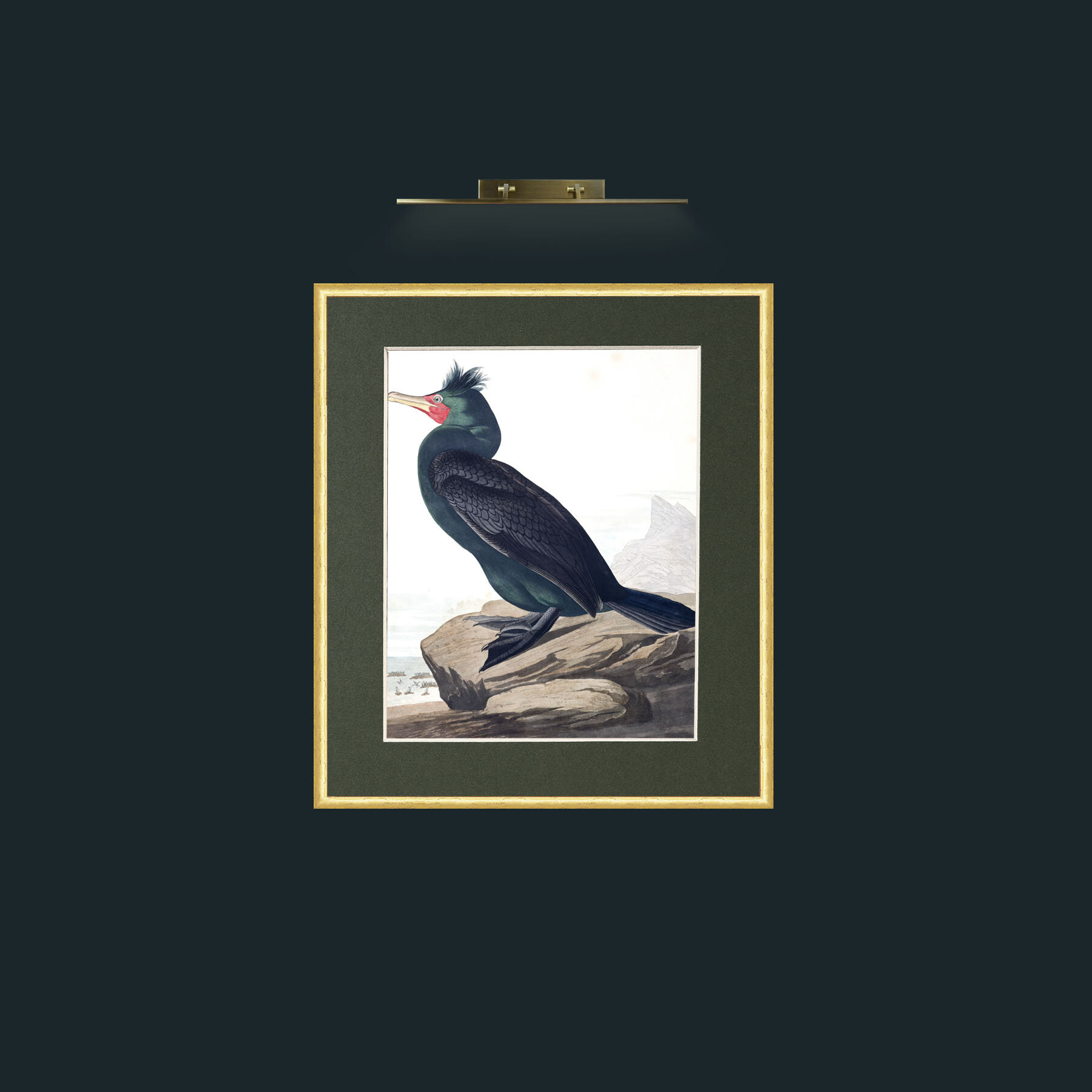 Double-crested CormorantFrame-3RoundedGilt-Mount-2Green-Art-Double-crested Cormorant.jpg