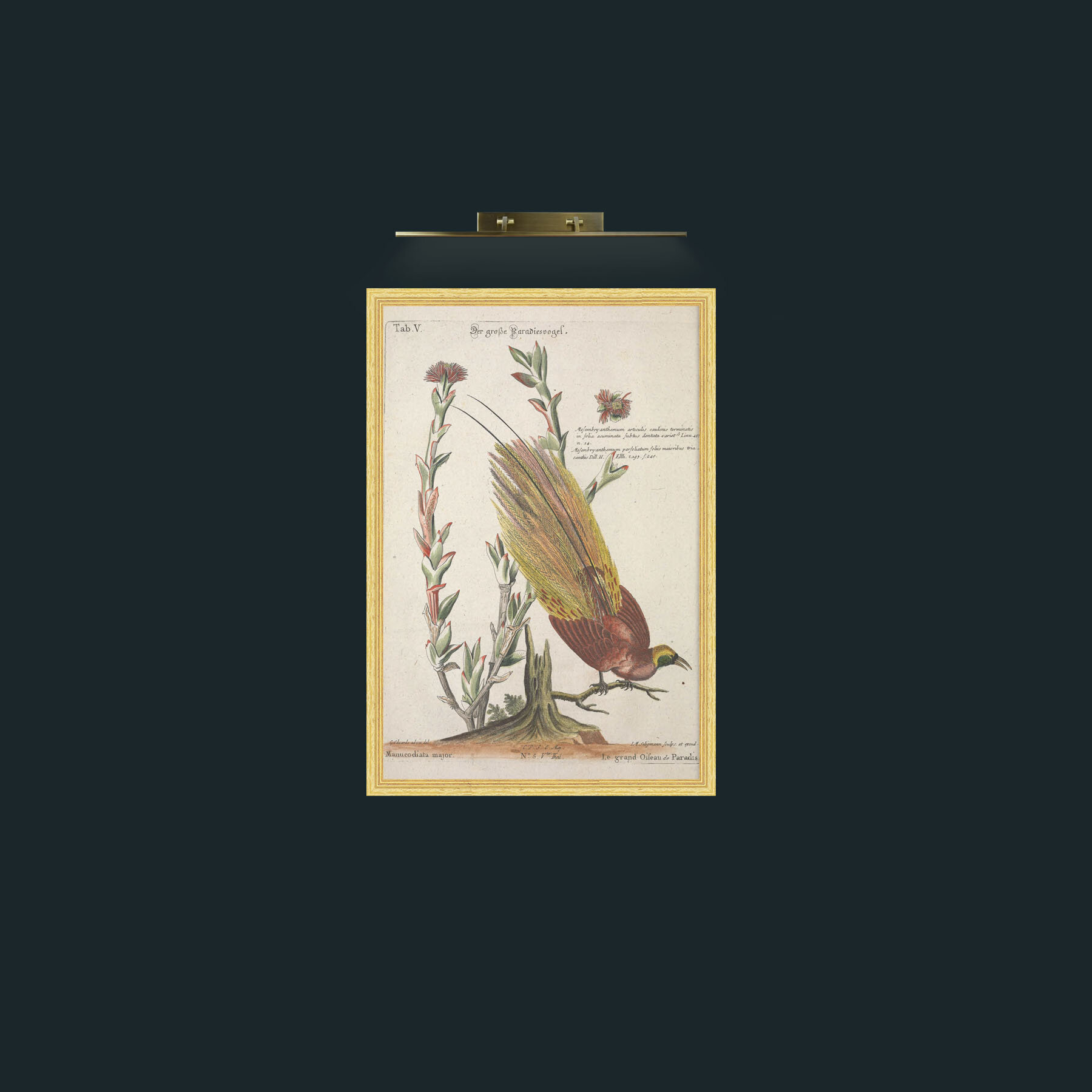 Art-Great Bird of Paradise-Frame-4BevelledGilt.jpg