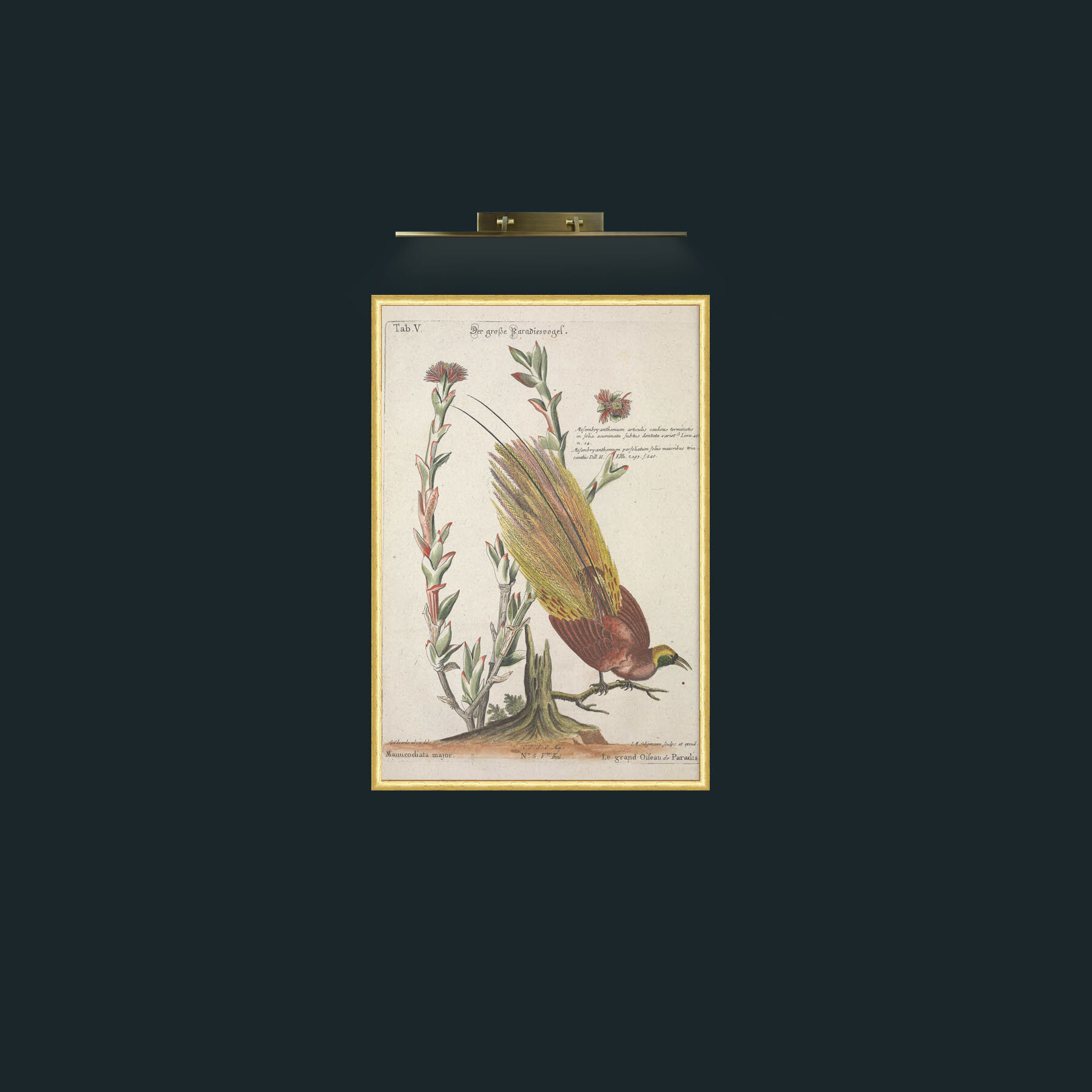 Art-Great Bird of Paradise-Frame-3RoundedGilt.jpg