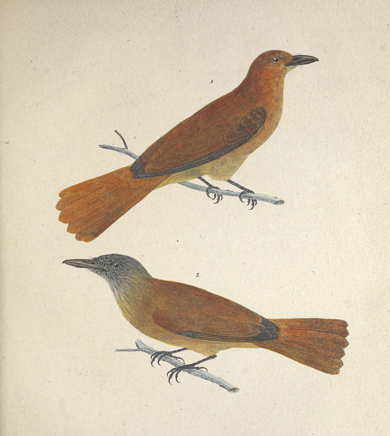 Muscicapa