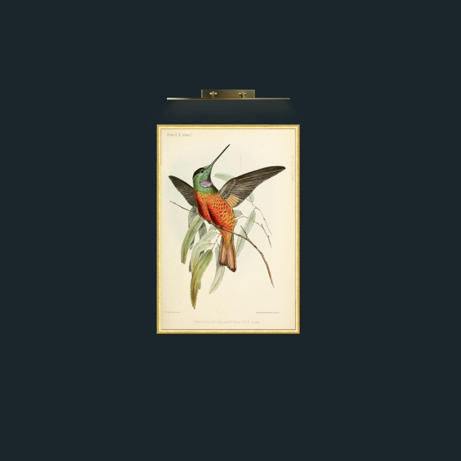 Art-Hummingbird-Frame-3RoundedGilt.jpg