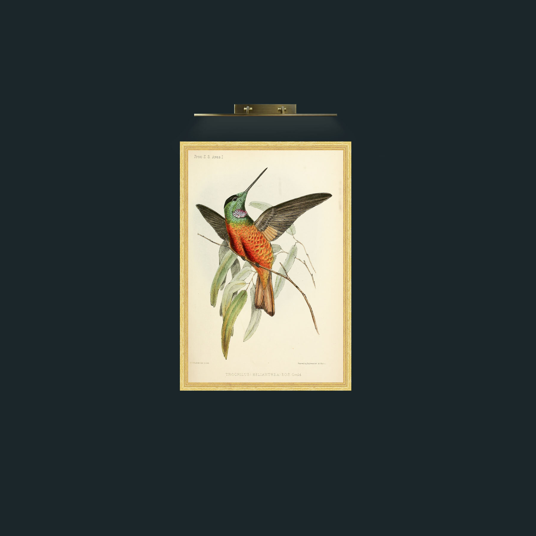 Art-Hummingbird-Frame-4BevelledGilt.jpg