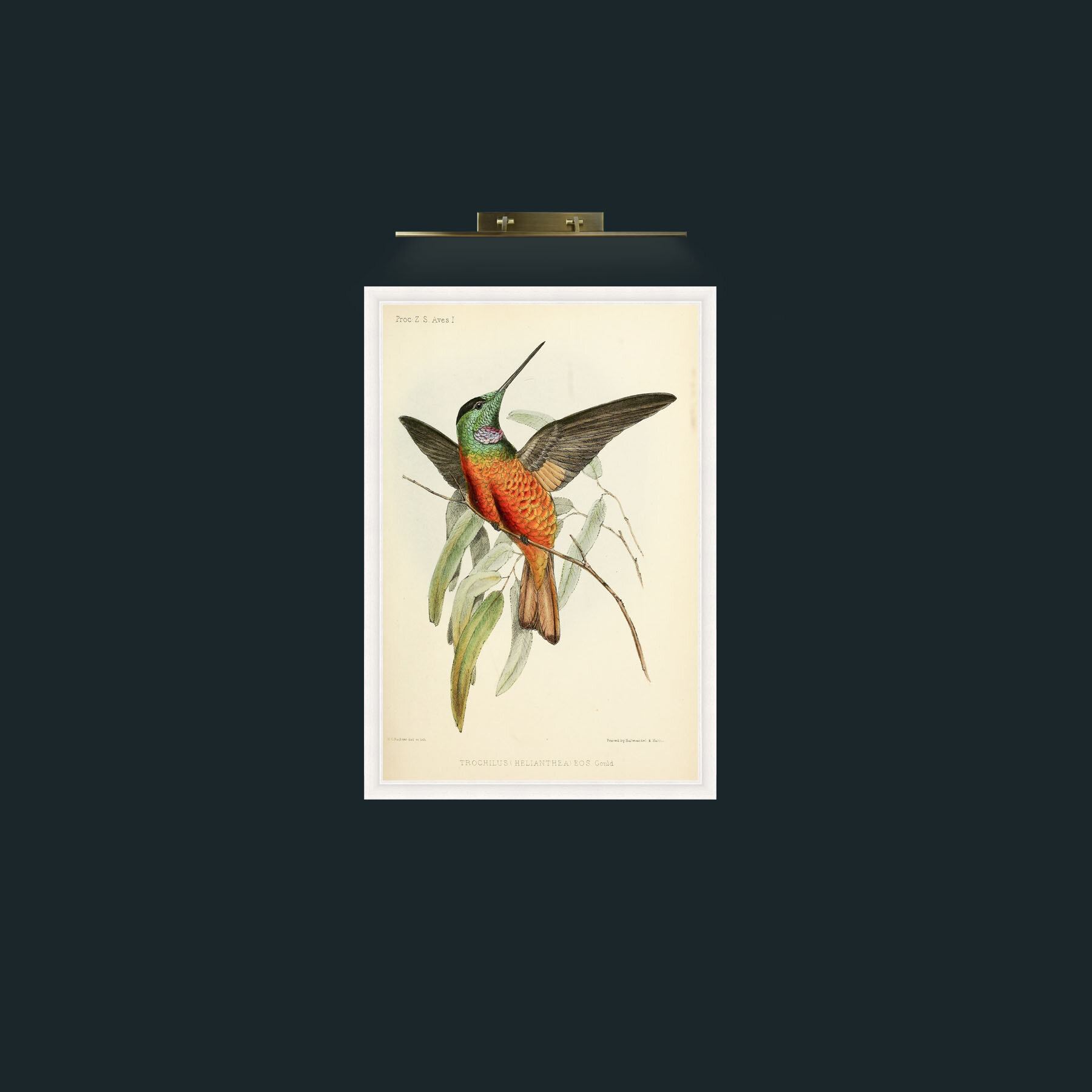 Art-Hummingbird-Frame-5White.jpg