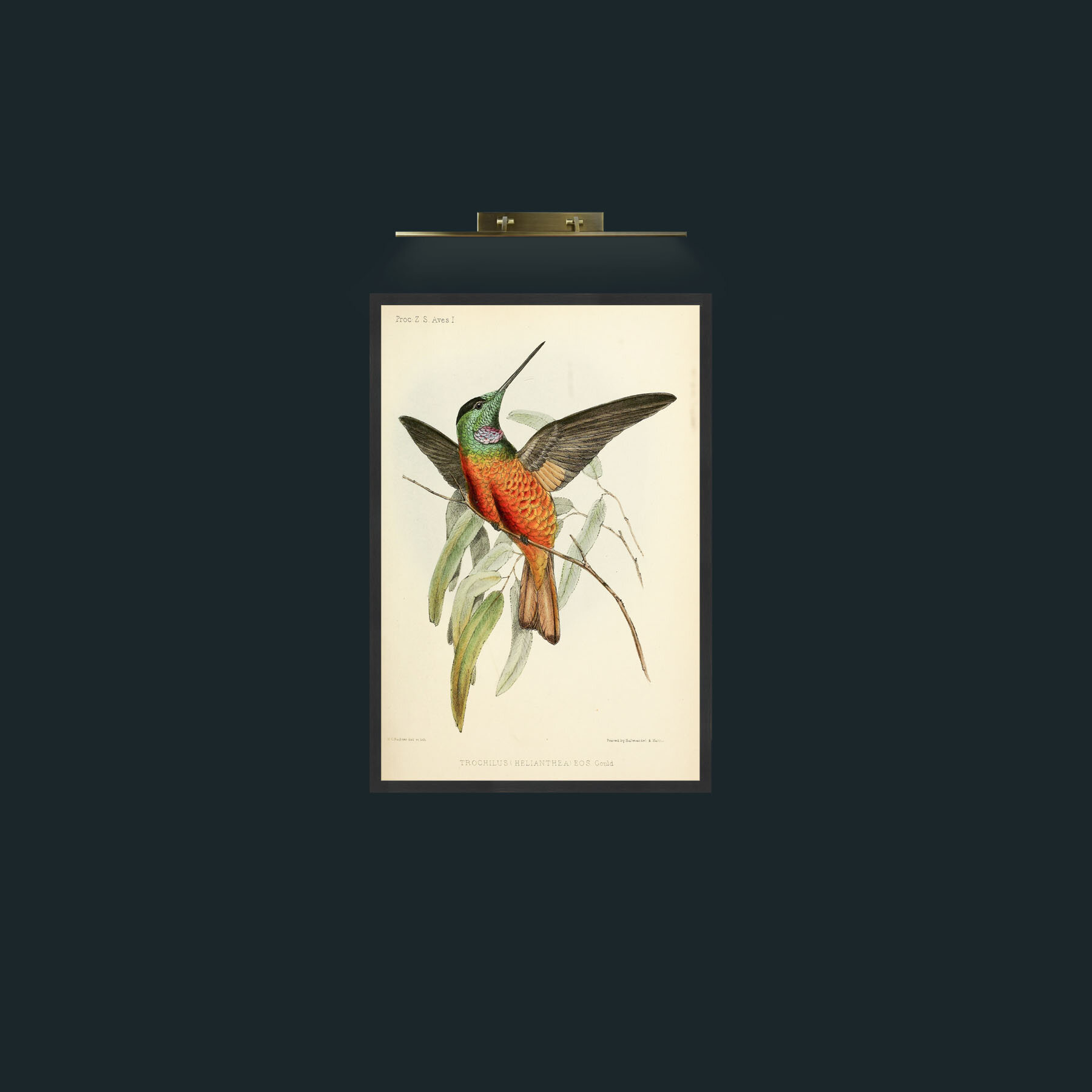Art-Hummingbird-Frame-7Black.jpg