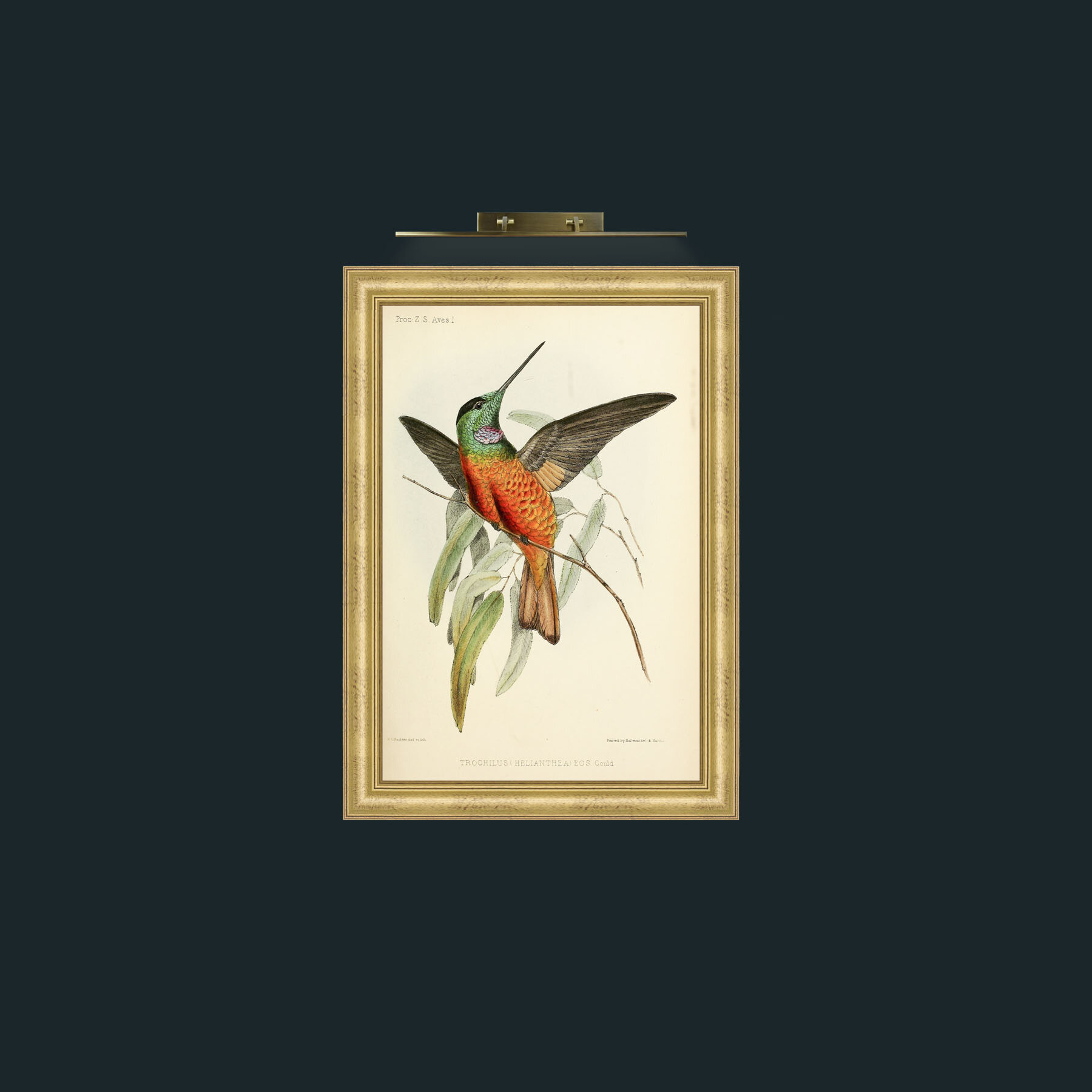 Art-Hummingbird-Frame-9WideGilt.jpg