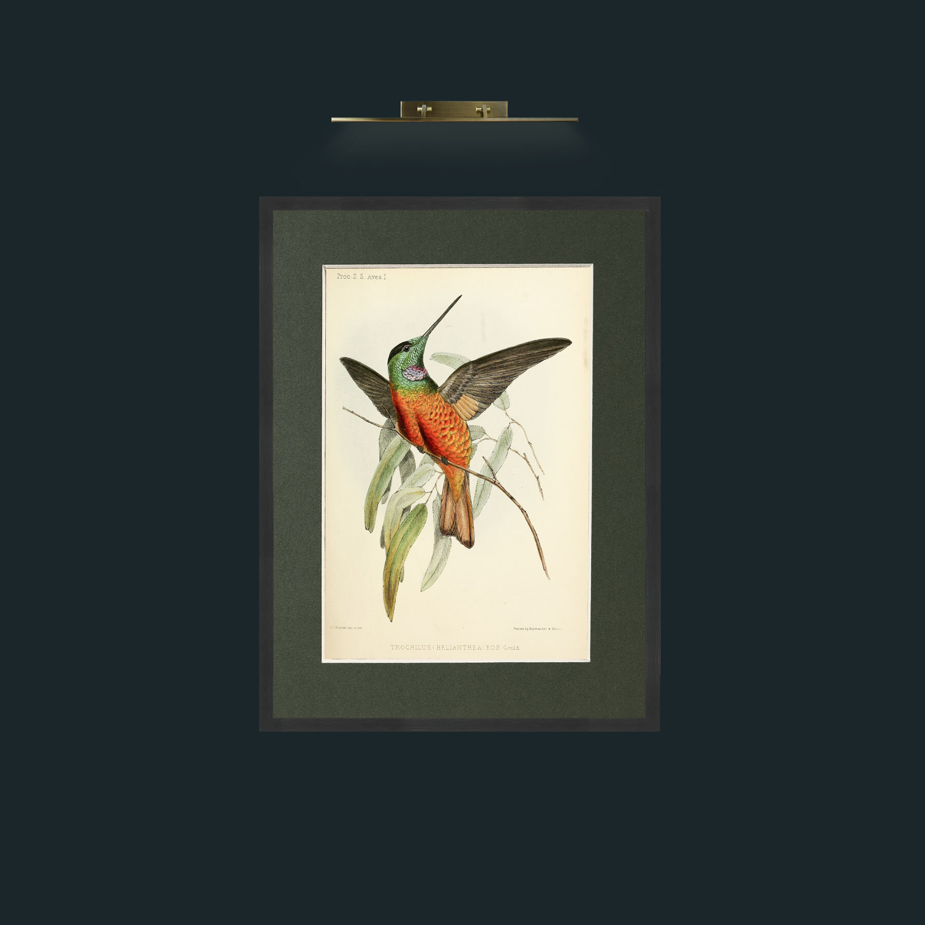 Art-Hummingbird.jpg-Frame-7Black-Mount-2Green.jpg