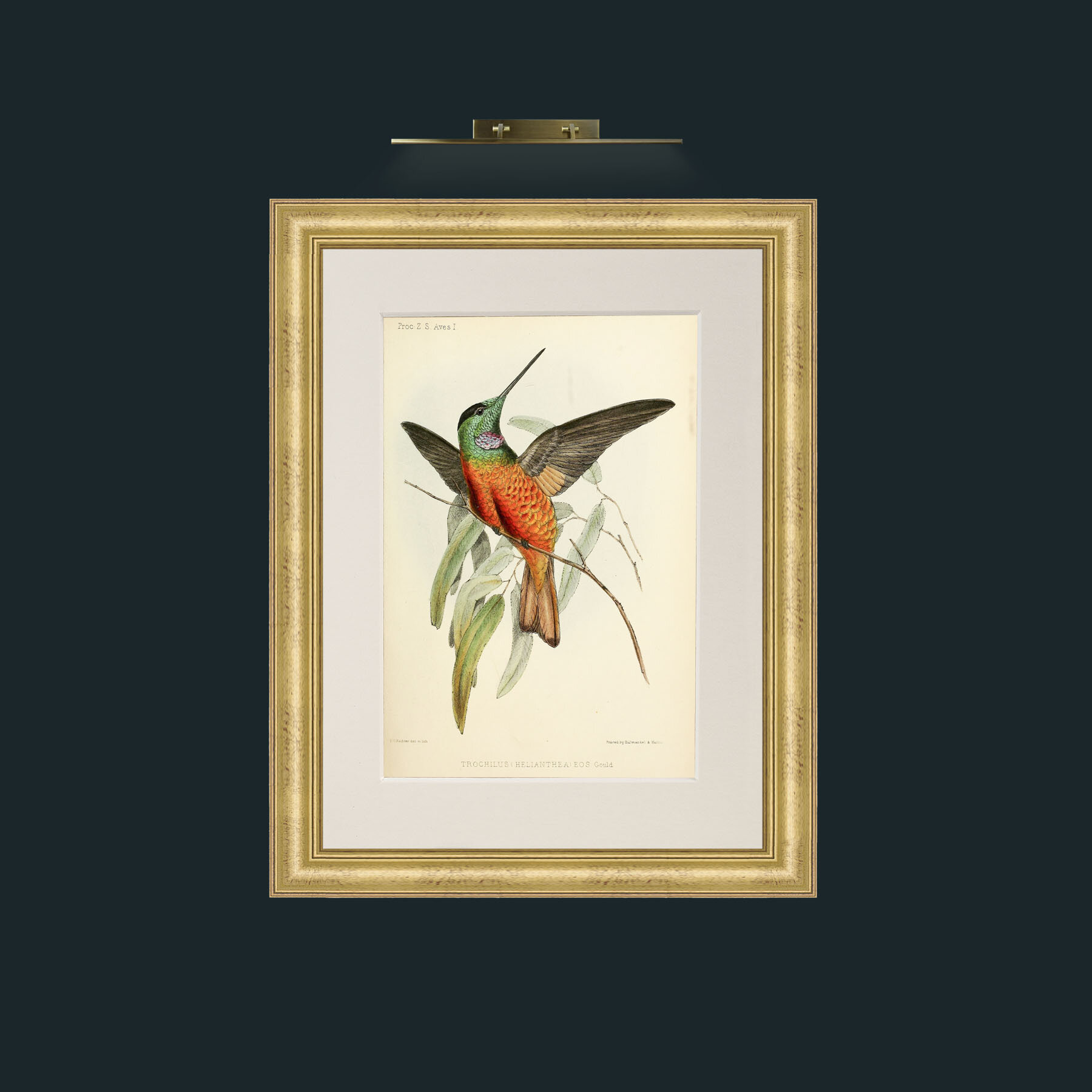 Art-Hummingbird.jpg-Frame-9WideGilt-Mount-1Antique.jpg