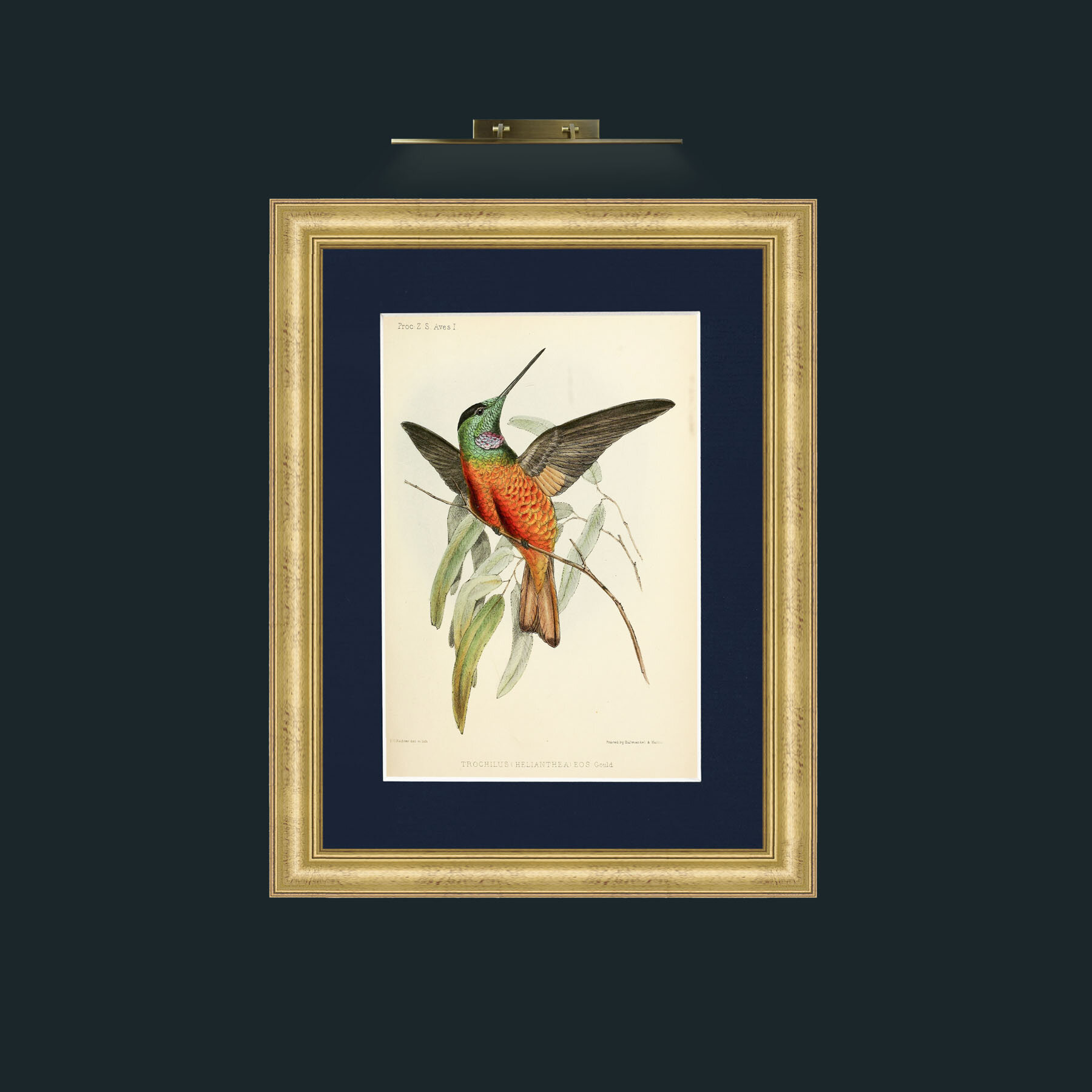 Art-Hummingbird.jpg-Frame-9WideGilt-Mount-3Blue.jpg