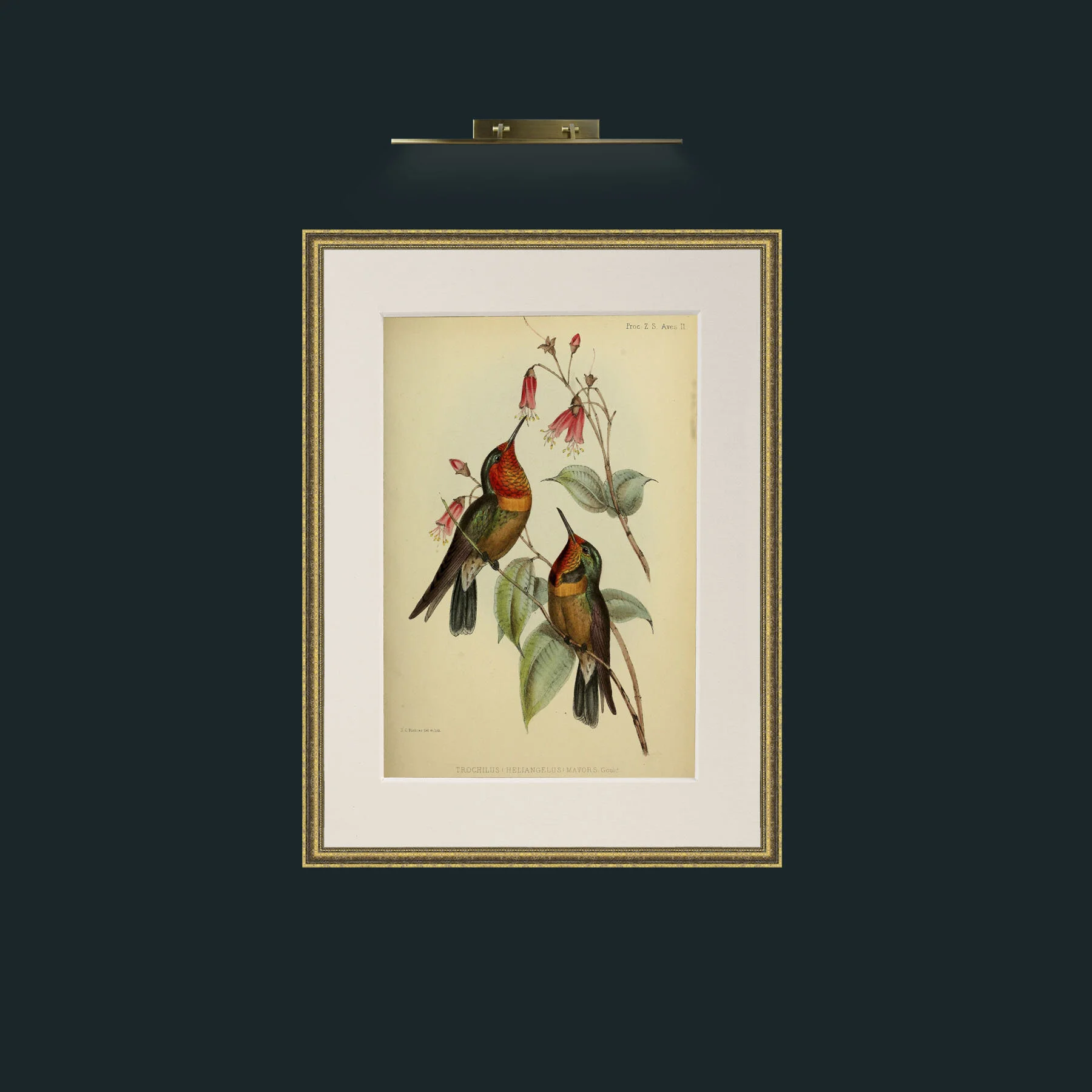 Art-Hummingbirds.jpg-Frame-1TexturedGilt-Mount-1Antique.jpg