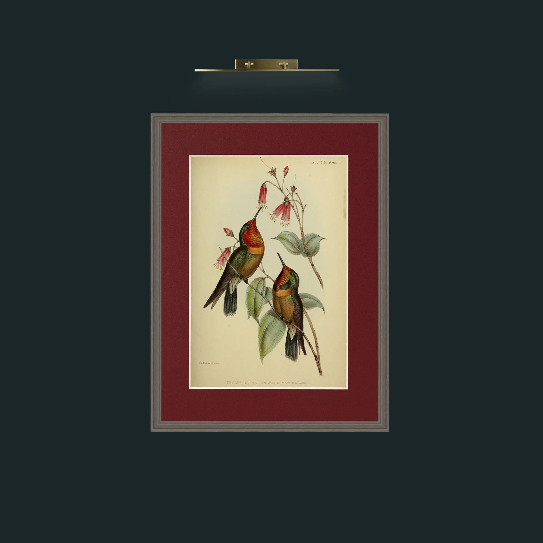 Art-Hummingbirds.jpg-Frame-6Grey-Mount-4Red.jpg
