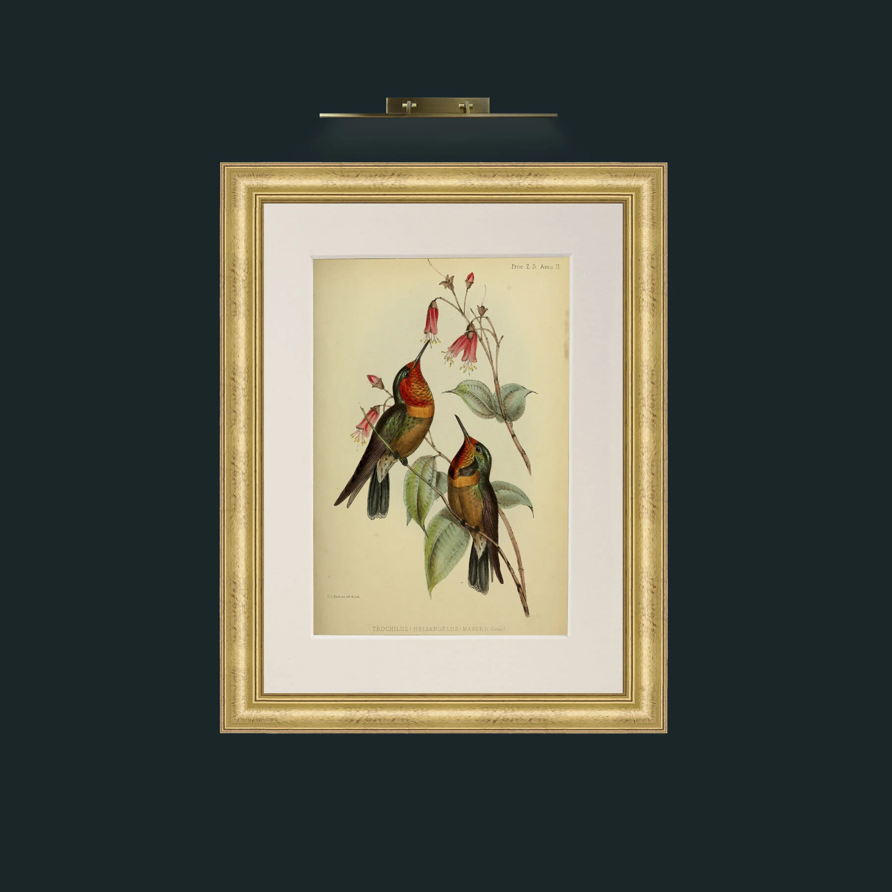 Art-Hummingbirds.jpg-Frame-9WideGilt-Mount-1Antique.jpg