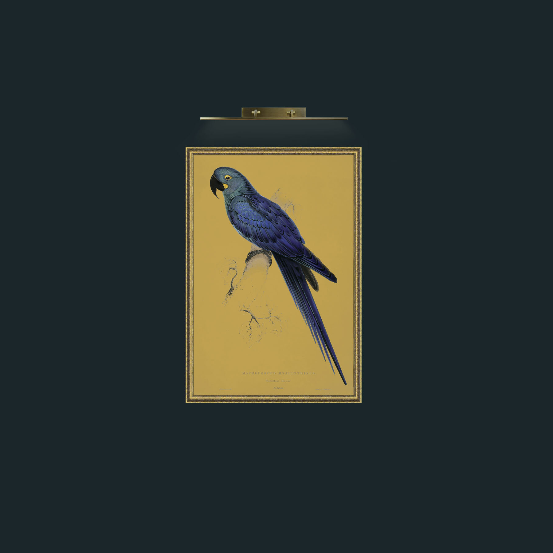 Art-Hyacinth Maccaw-Frame-1GiltTextured.jpg
