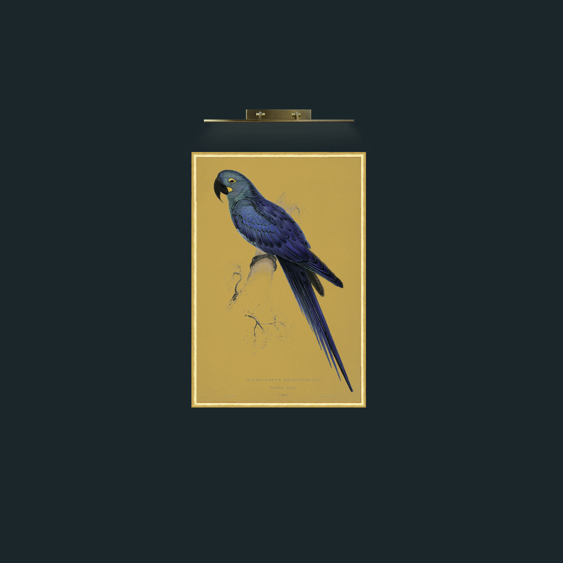 Art-Hyacinth Maccaw-Frame-3RoundedGilt.jpg