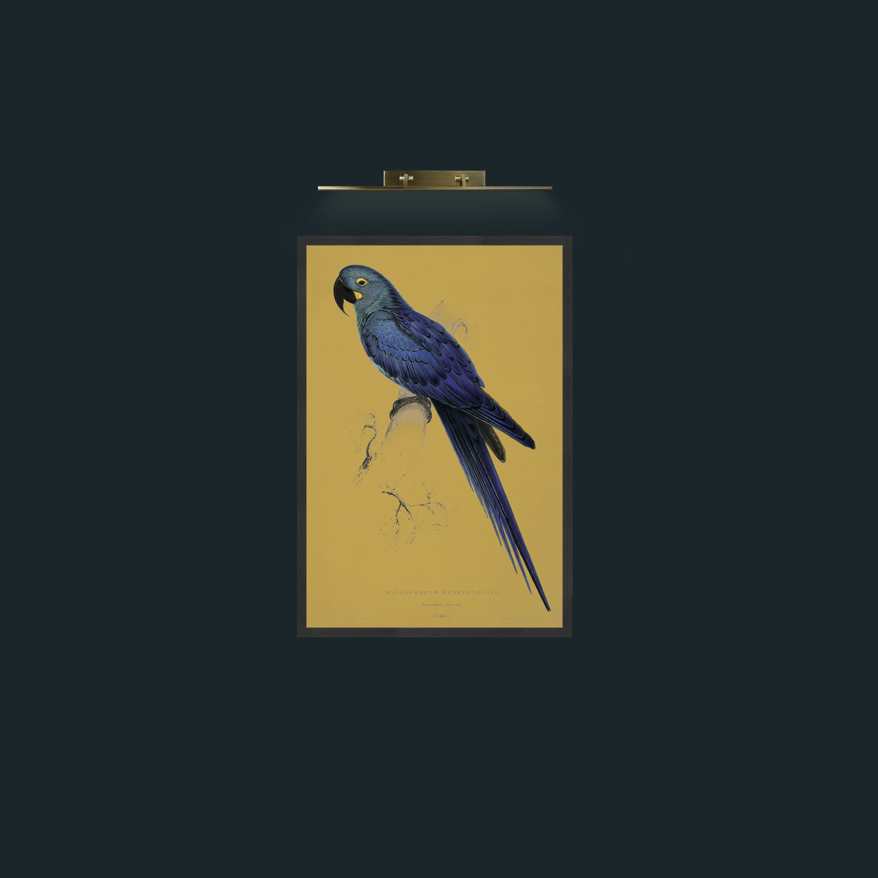 Art-Hyacinth Maccaw-Frame-7Black.jpg