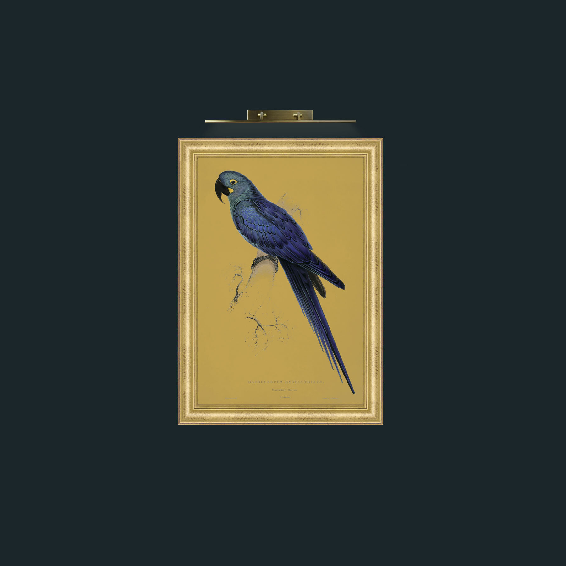 Art-Hyacinth Maccaw-Frame-9WideGilt.jpg
