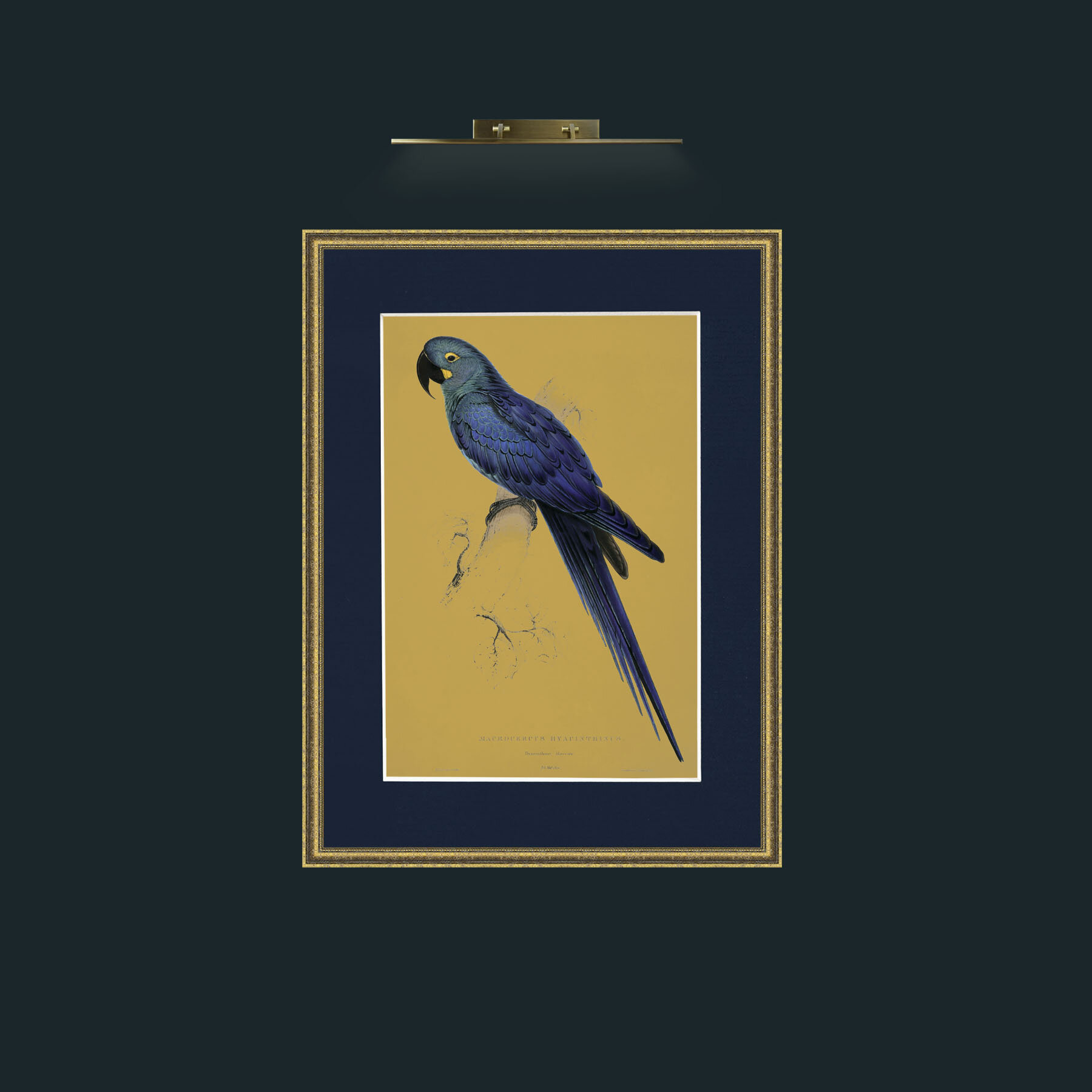 Art-Hyacinth Maccaw.jpg-Frame-1TexturedGilt-Mount-3Blue.jpg