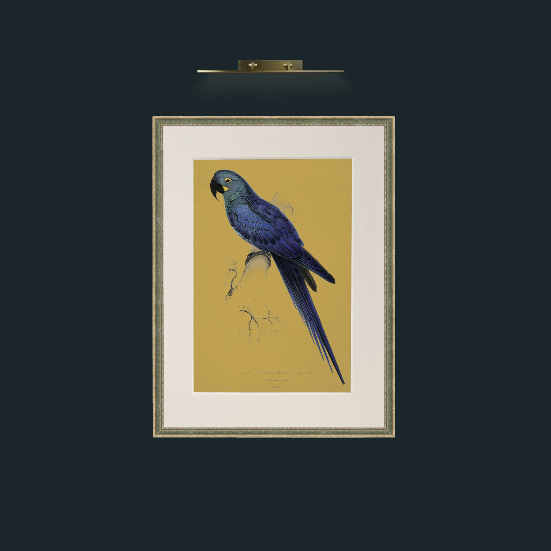 Art-Hyacinth Maccaw.jpg-Frame-2GreenGiltTextured-Mount-1Antique.jpg