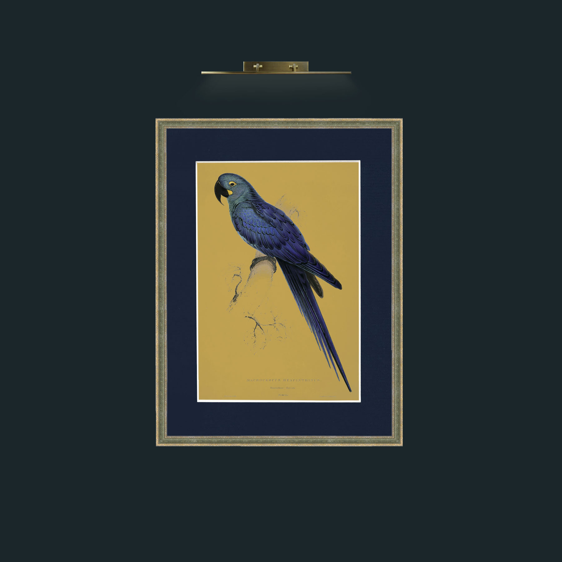 Art-Hyacinth Maccaw.jpg-Frame-2GreenGiltTextured-Mount-3Blue.jpg