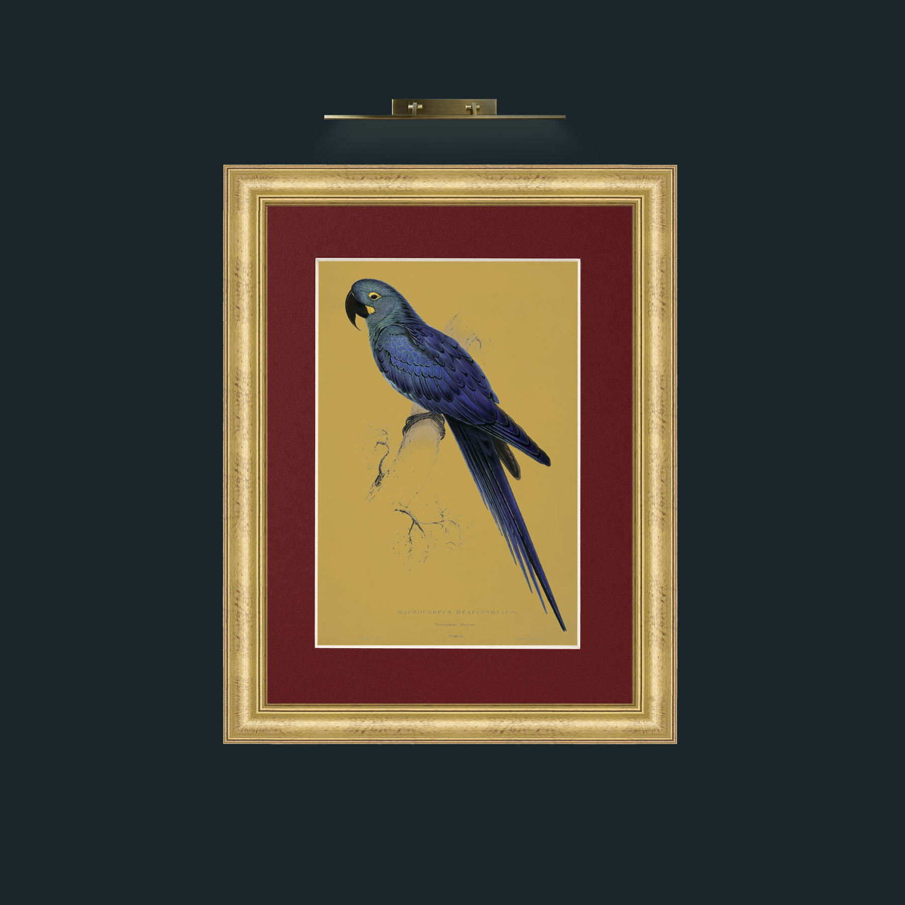 Art-Hyacinth Maccaw.jpg-Frame-9WideGilt-Mount-4Red.jpg