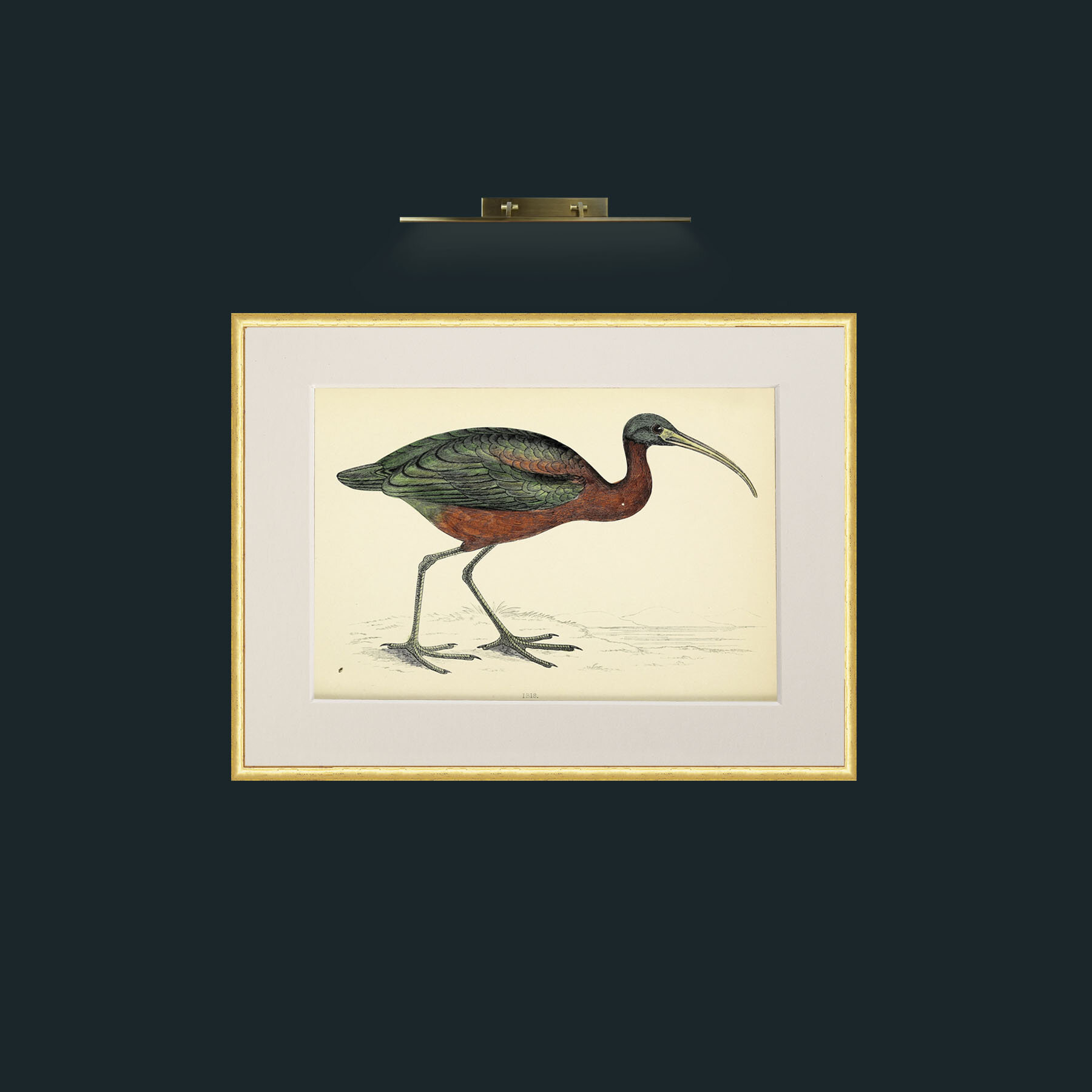 Art-Ibis-Frame-3RoundedGilt-Mount-1Antique.jpg