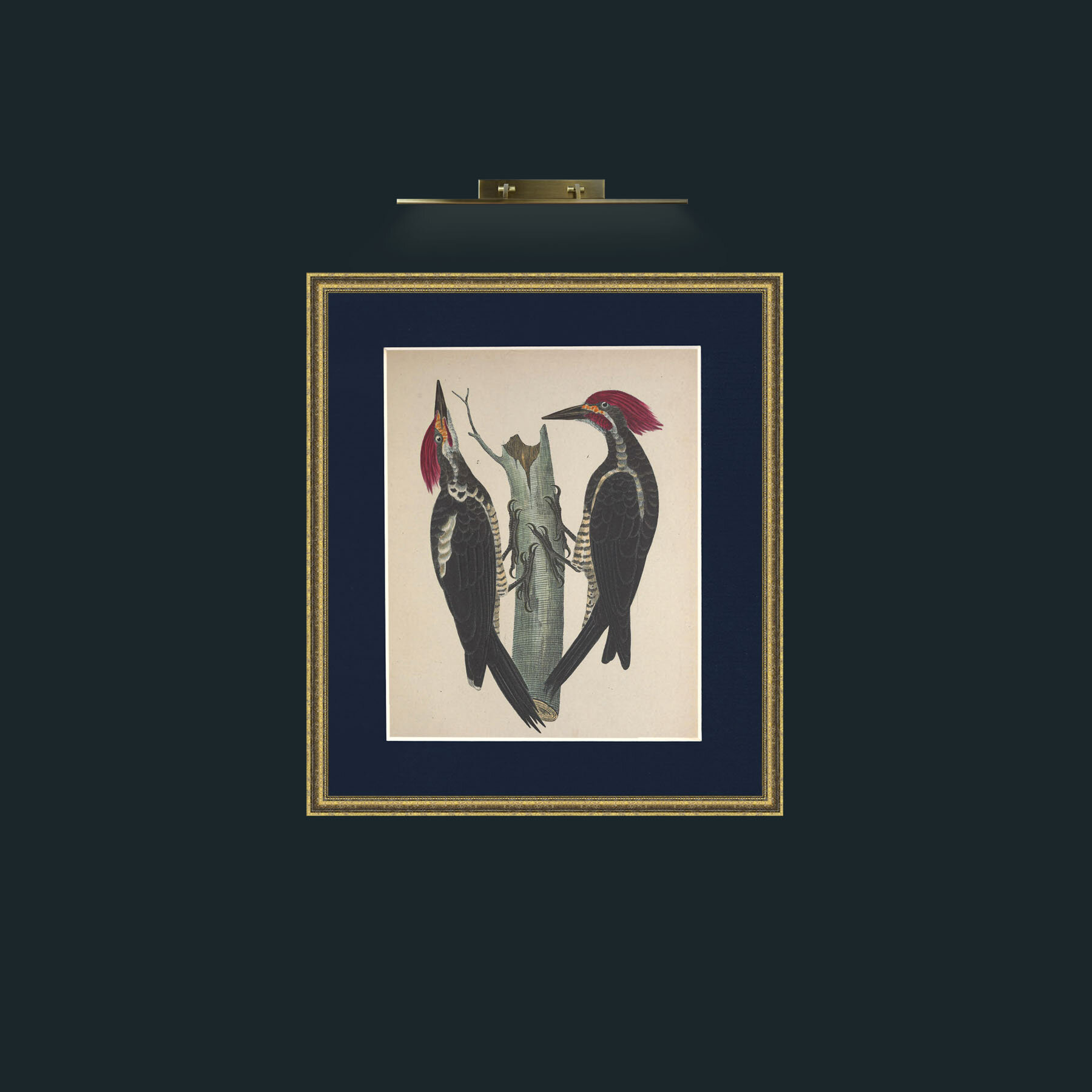 Art-Lineatus PicusFrame-1GiltTextured-Mount-3Blue-Art-Lineatus Picus.jpg