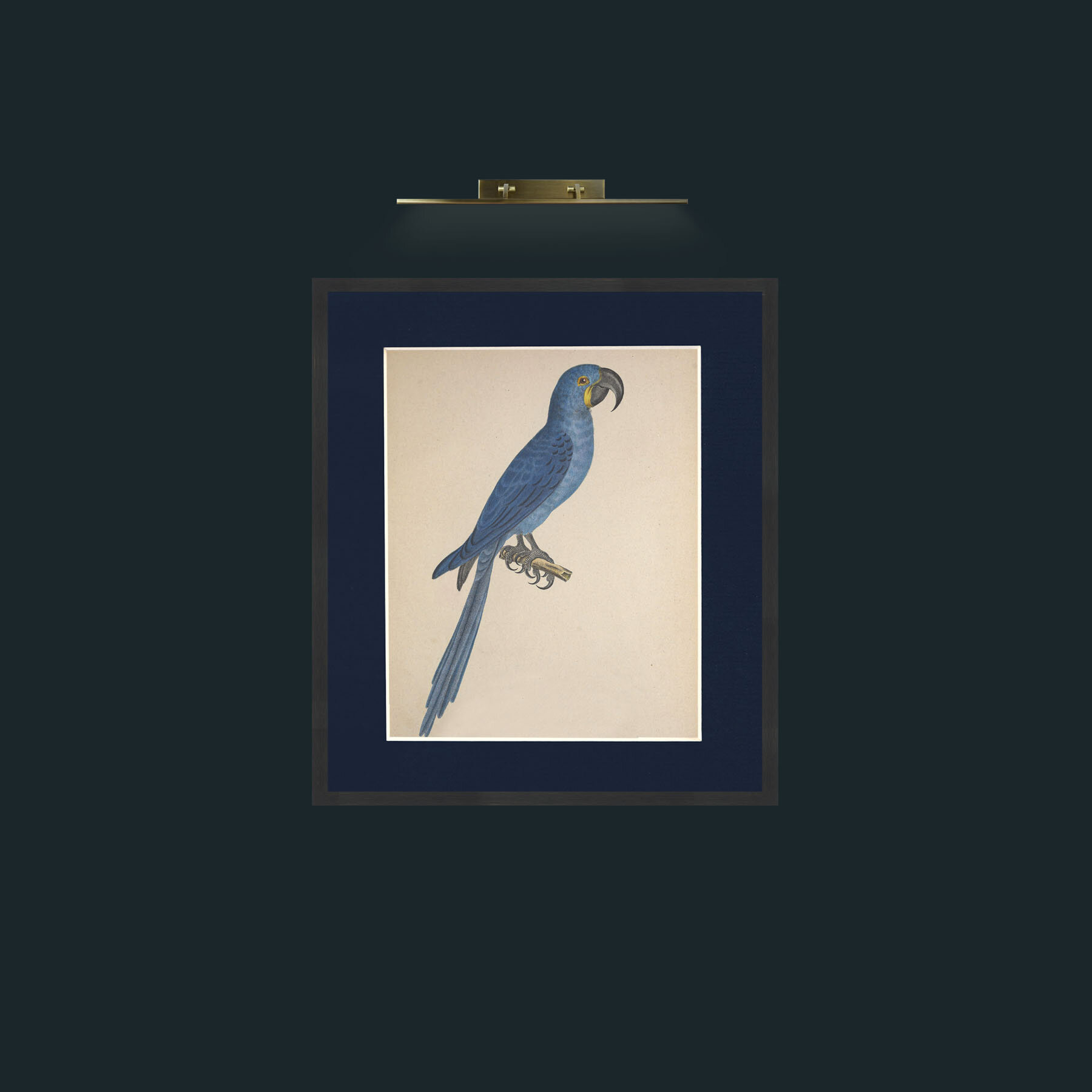 Art-Maximiliani Anodorhynchus Frame-7Black-Mount-3Blue-Art-Maximiliani Anodorhynchus .jpg