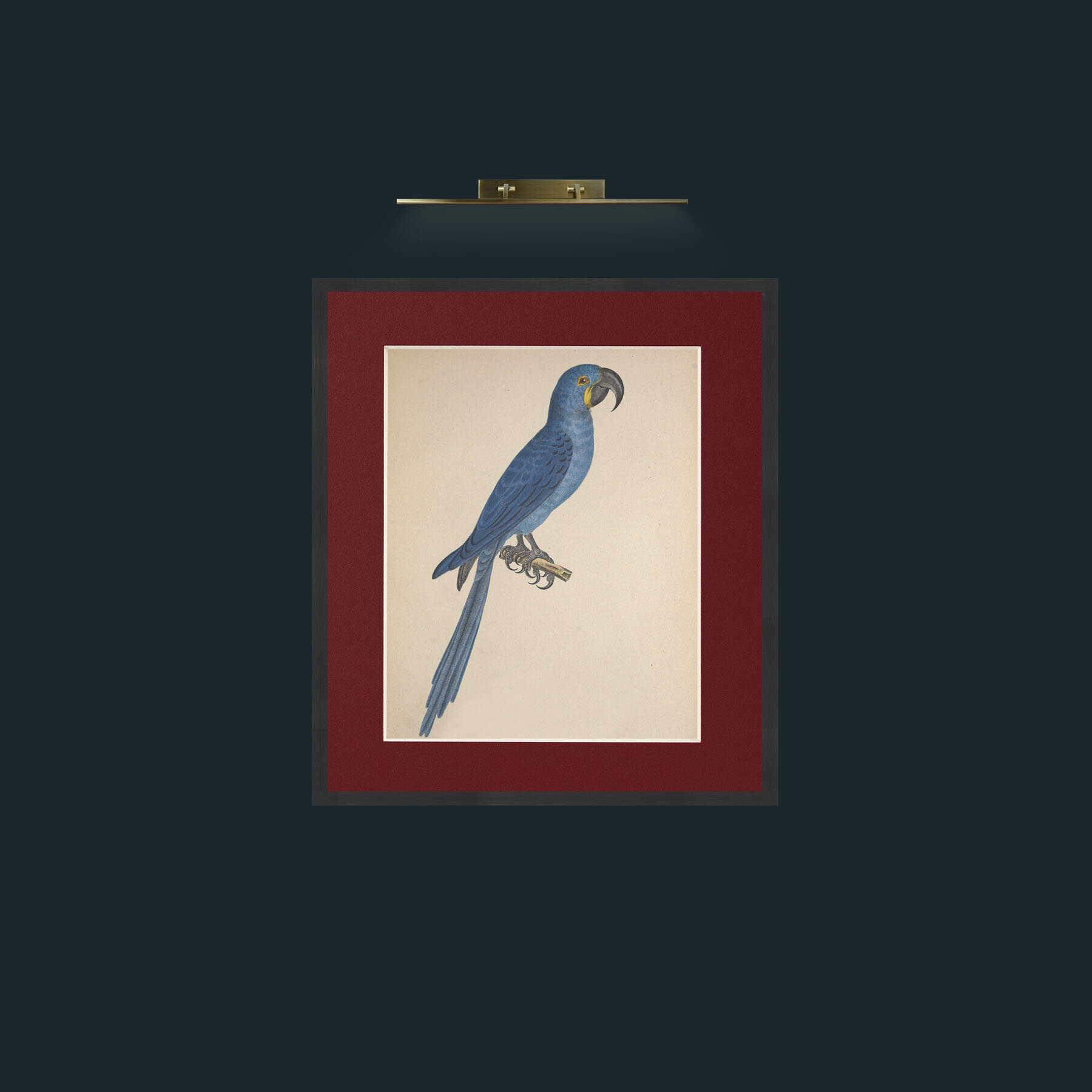 Art-Maximiliani Anodorhynchus Frame-7Black-Mount-4Red-Art-Maximiliani Anodorhynchus .jpg