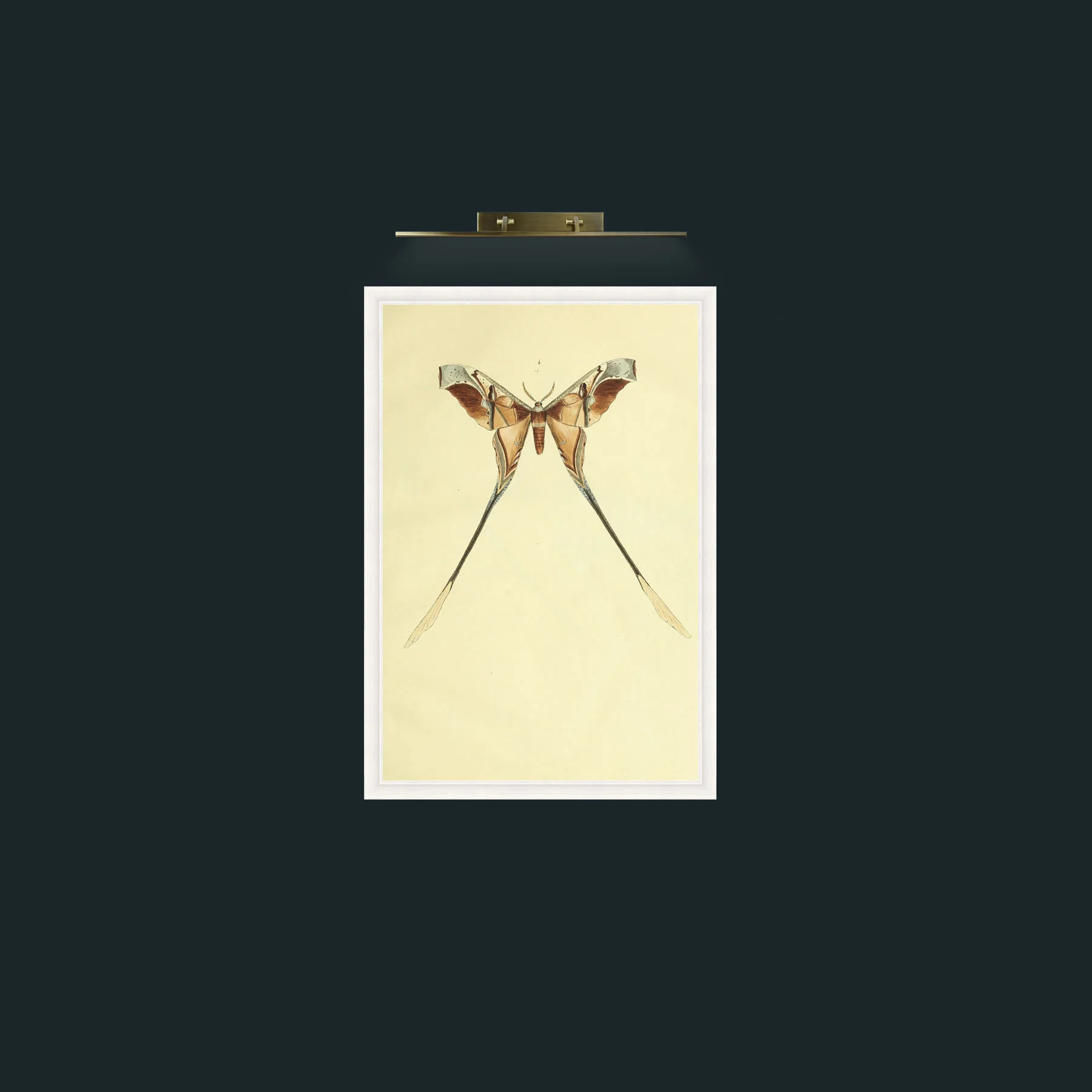 Art-Moth-Frame-5White.jpg