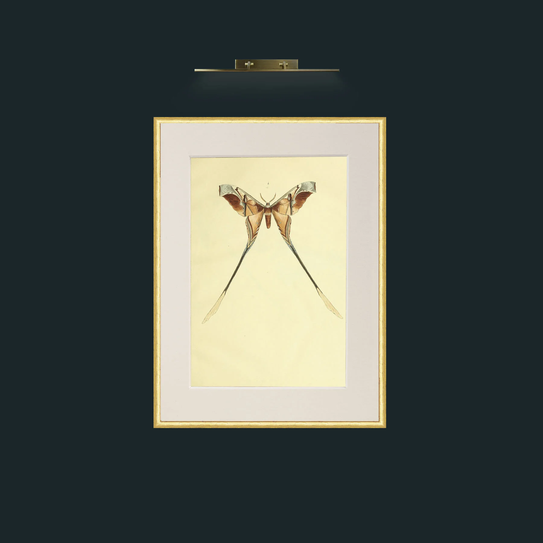 Art-Moth.jpg-Frame-3RoundedGilt-Mount-1Antique.jpg