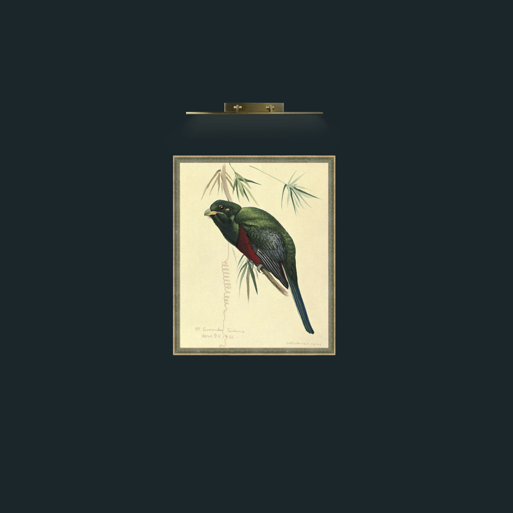 Art-Narina TrogonFrame-2GreenGiltTextured-Art-Narina Trogon.jpg
