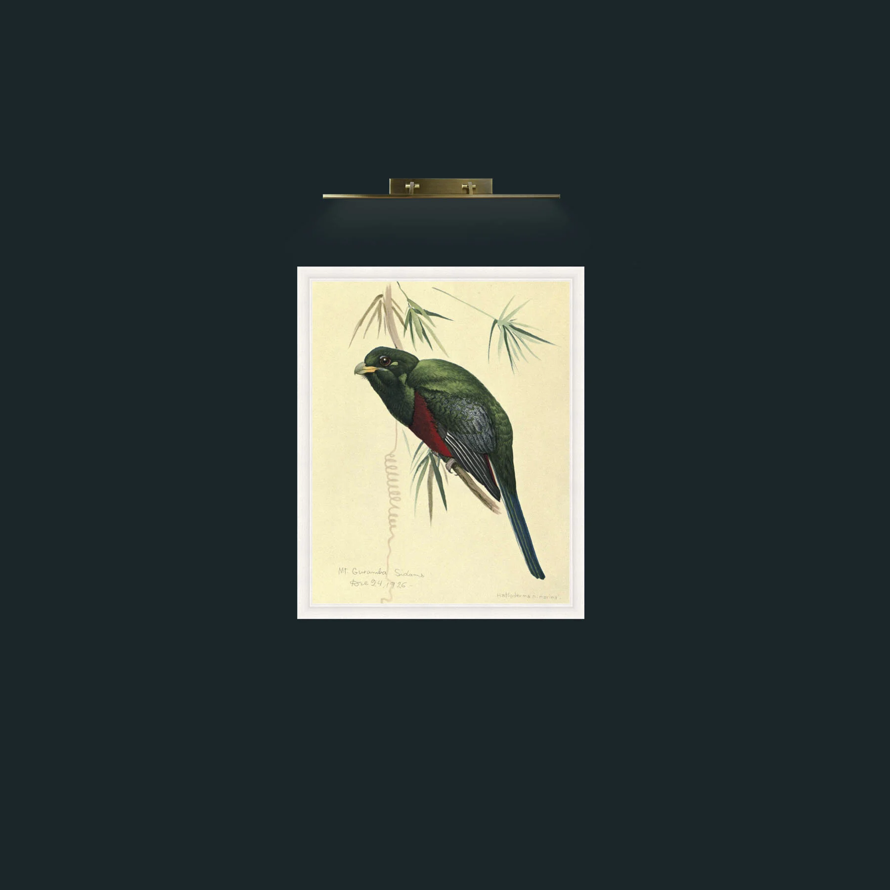 Art-Narina TrogonFrame-5White-Art-Narina Trogon.jpg