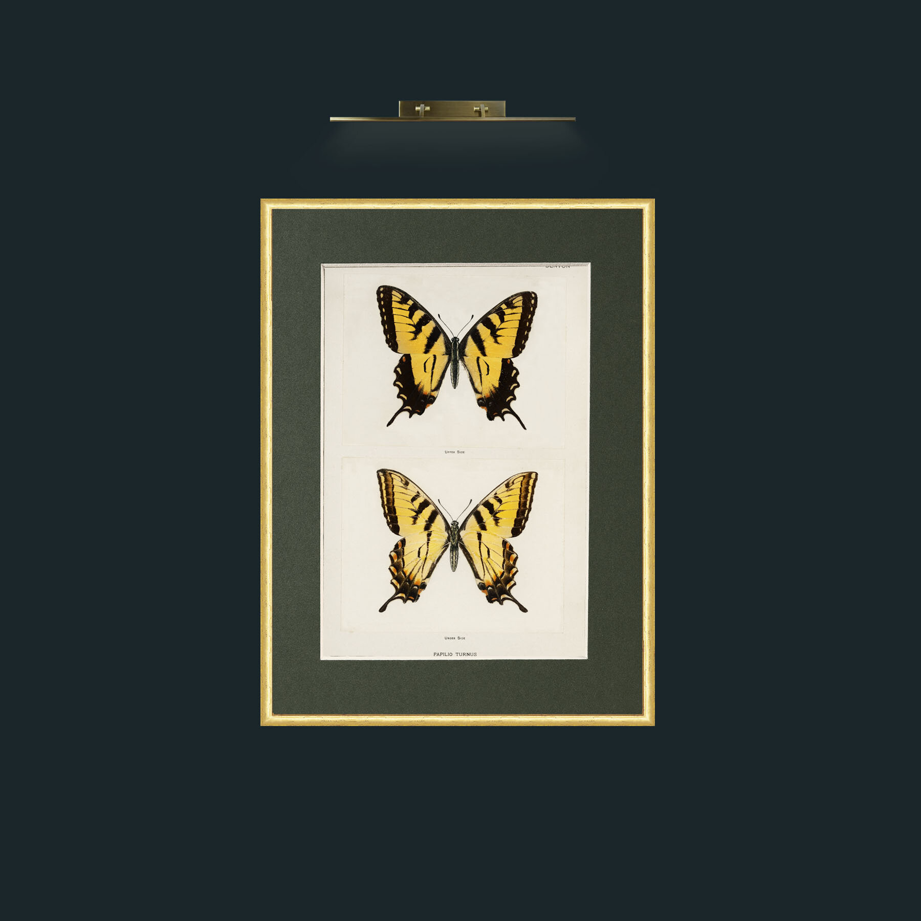 Art-Papilio Turnus.jpg-Frame-3RoundedGilt-Mount-2Green.jpg