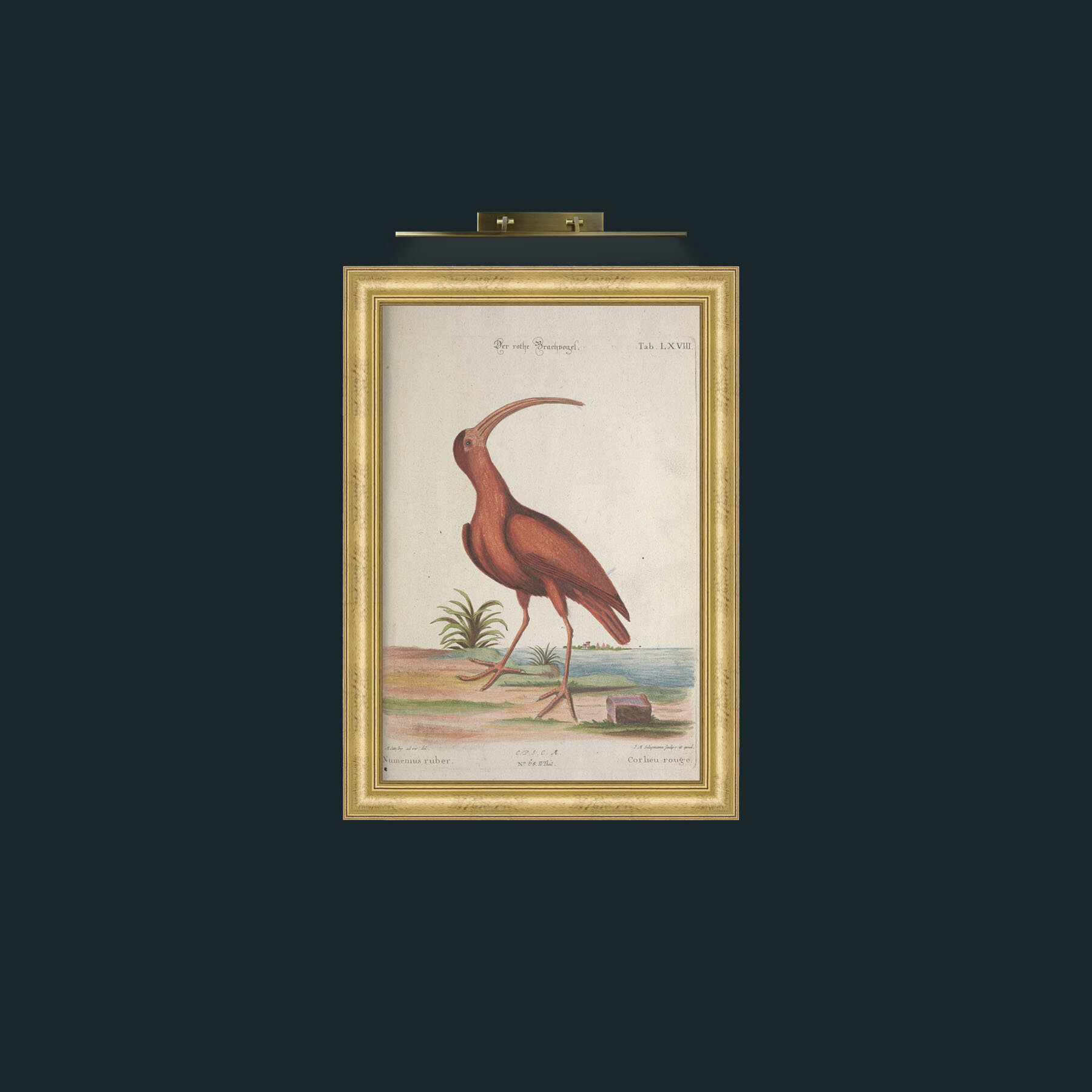Art-Red Curlew-Frame-9WideGilt.jpg