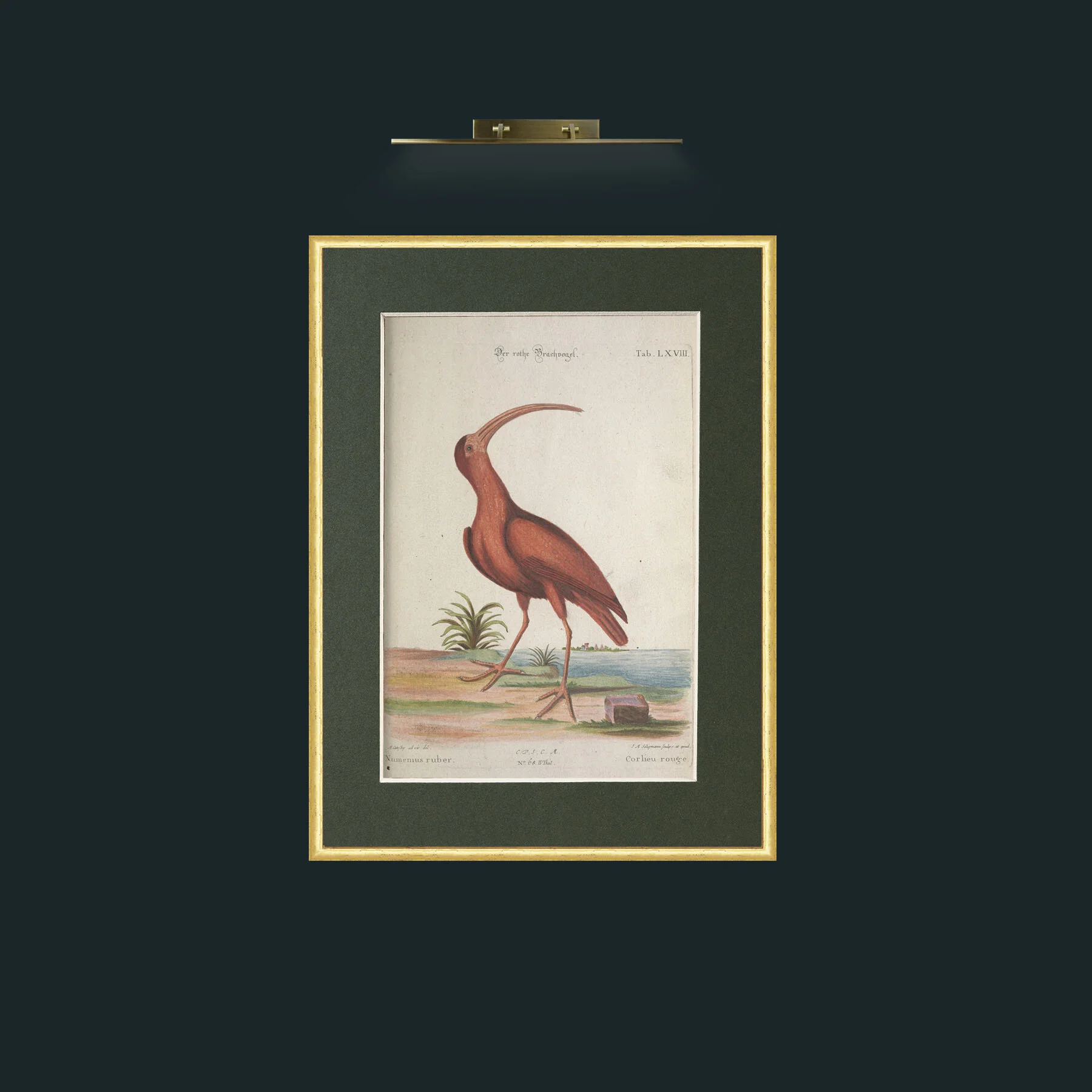Art-Red Curlew.jpg-Frame-3RoundedGilt-Mount-2Green.jpg