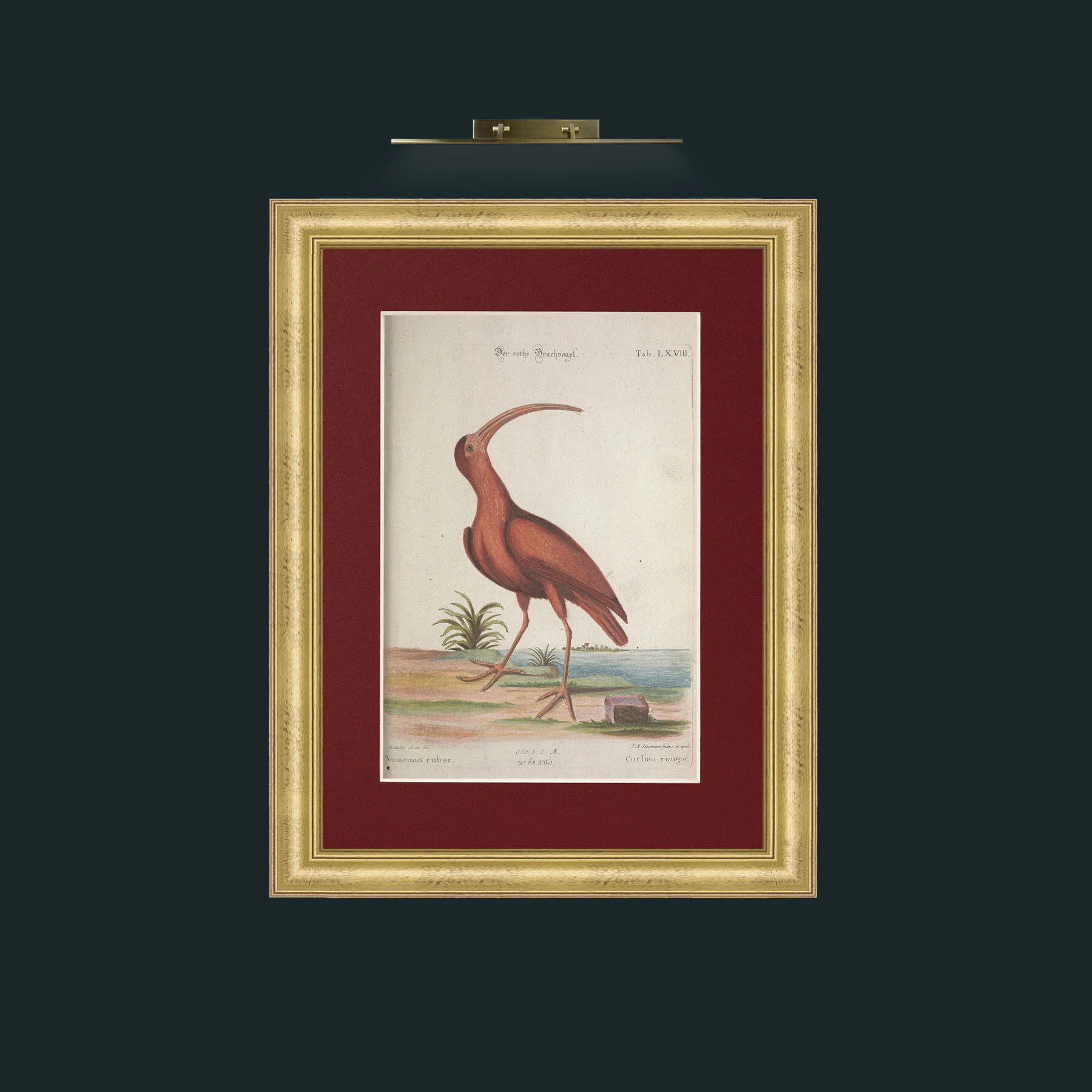 Art-Red Curlew.jpg-Frame-9WideGilt-Mount-4Red.jpg