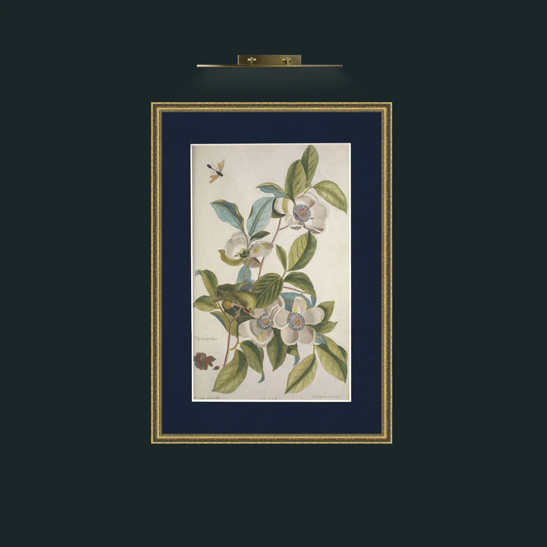 Art-Roitelet Hupe.jpg-Frame-1GiltTextured-Mount-3Blue.jpg