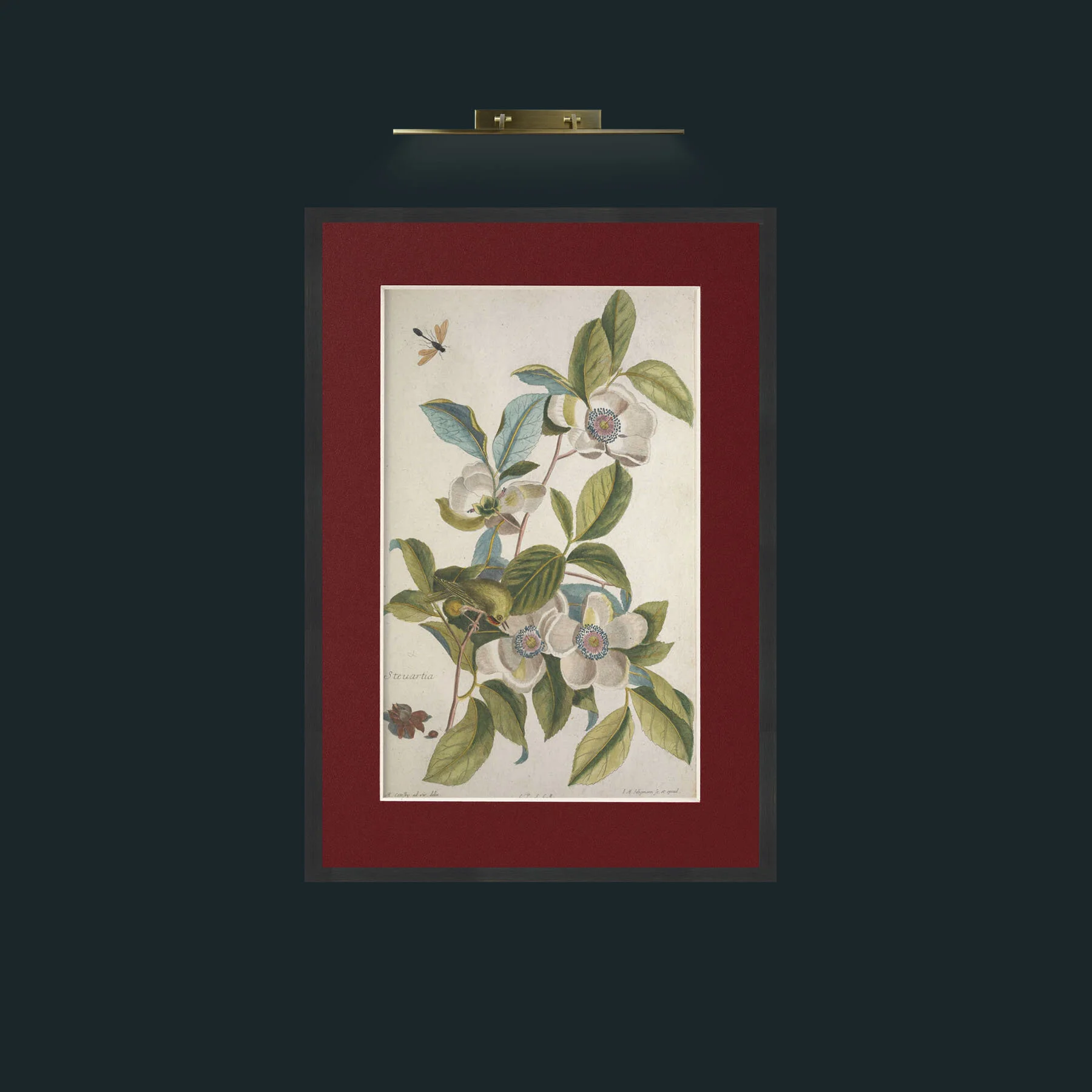 Art-Roitelet Hupe.jpg-Frame-7Black-Mount-4Red.jpg