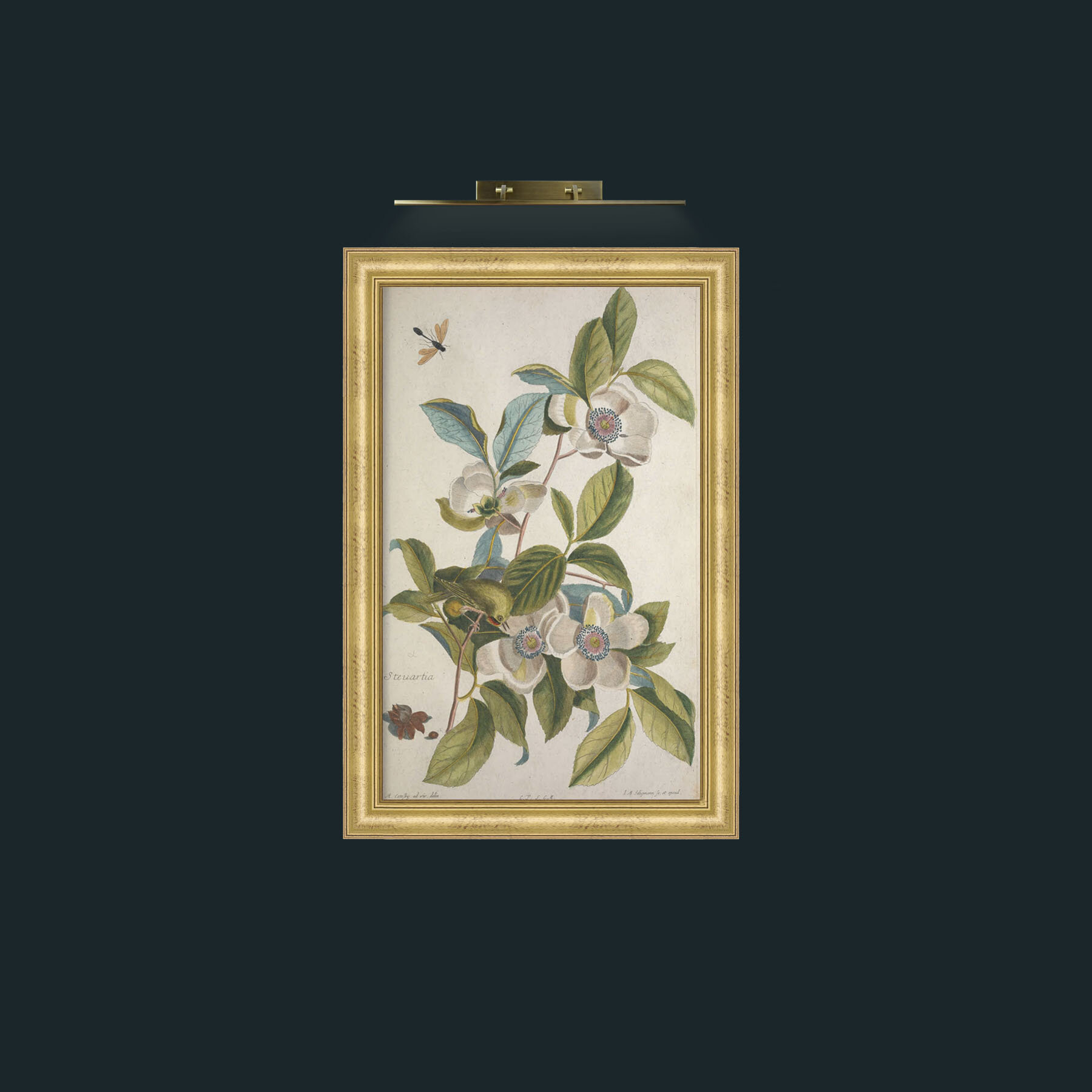 Art-Roitelet Hupe.jpg-Frame-9WideGilt.jpg